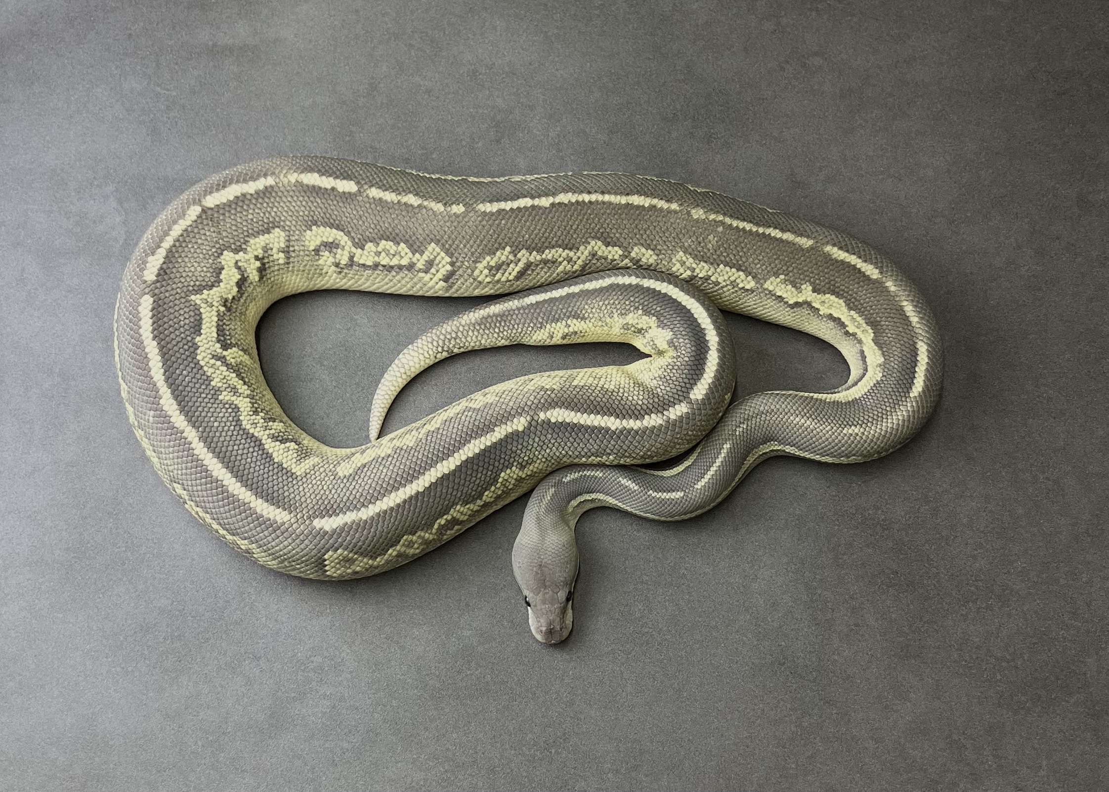 BH blk pastel fire-vanilla hypo