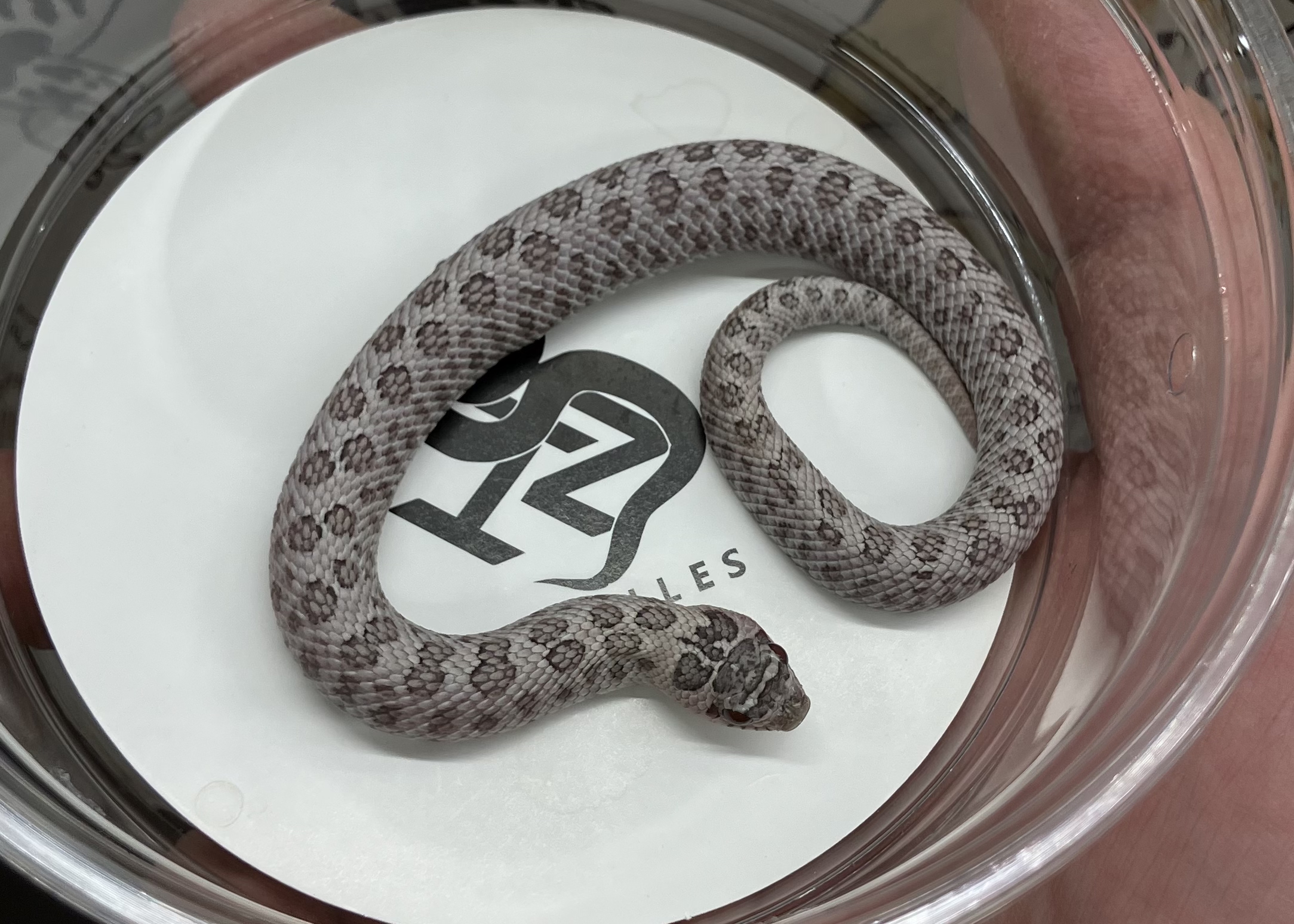 ムーンストーン