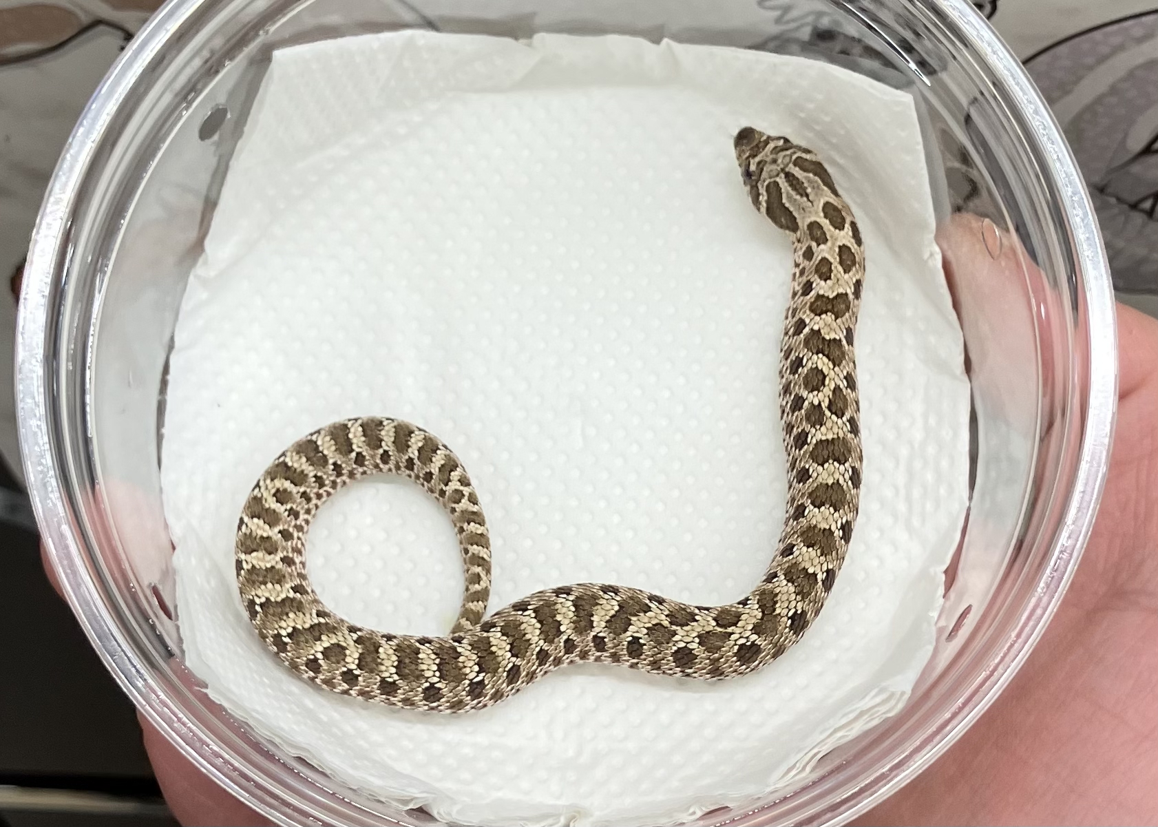 ノーマル het リューシ