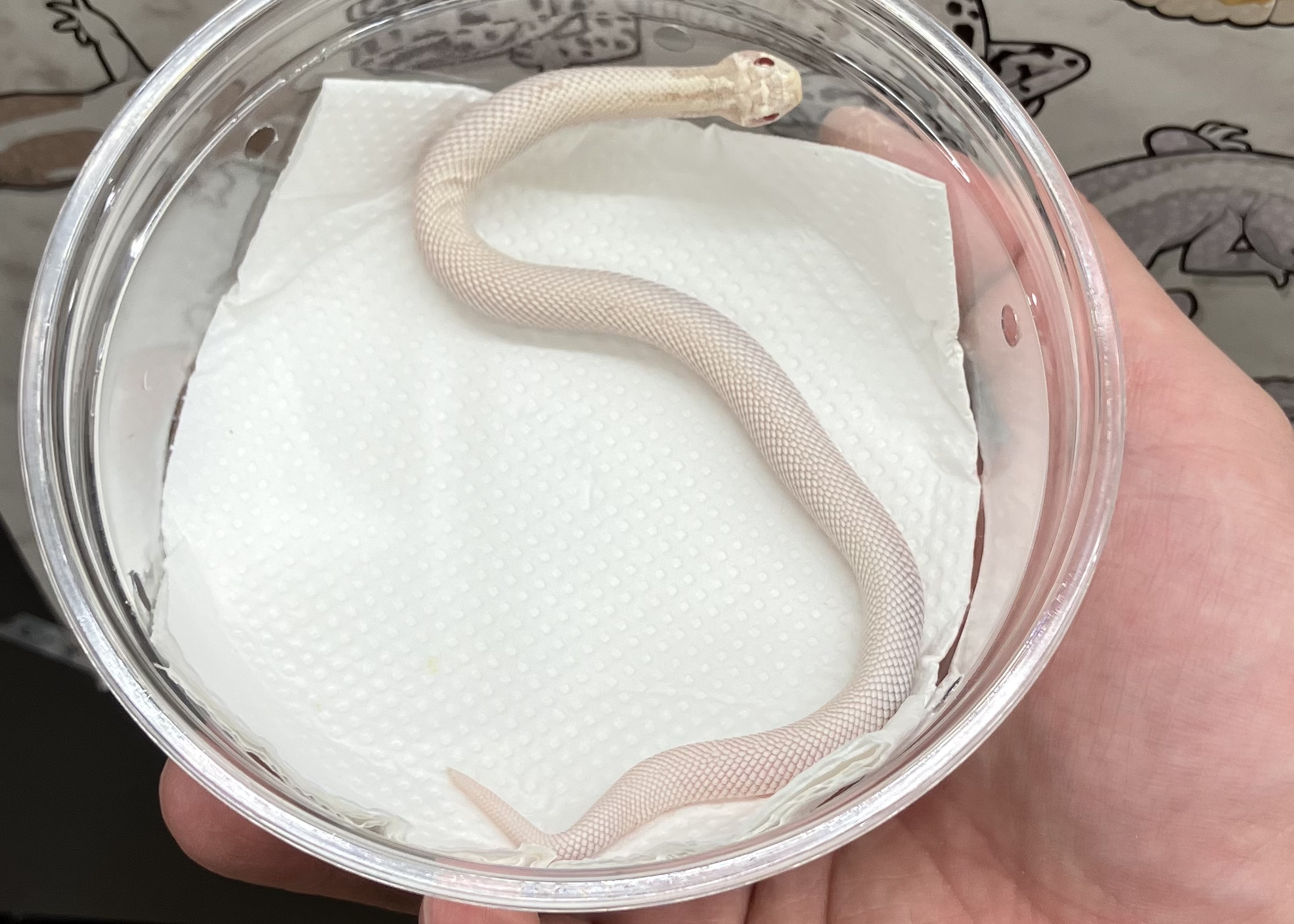 スノー スーパーコンダ