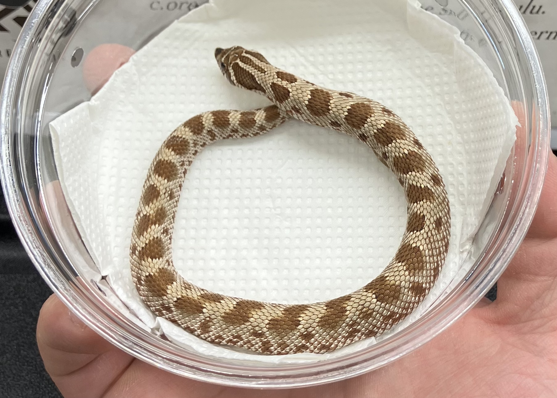 コンダ hetサンバースト