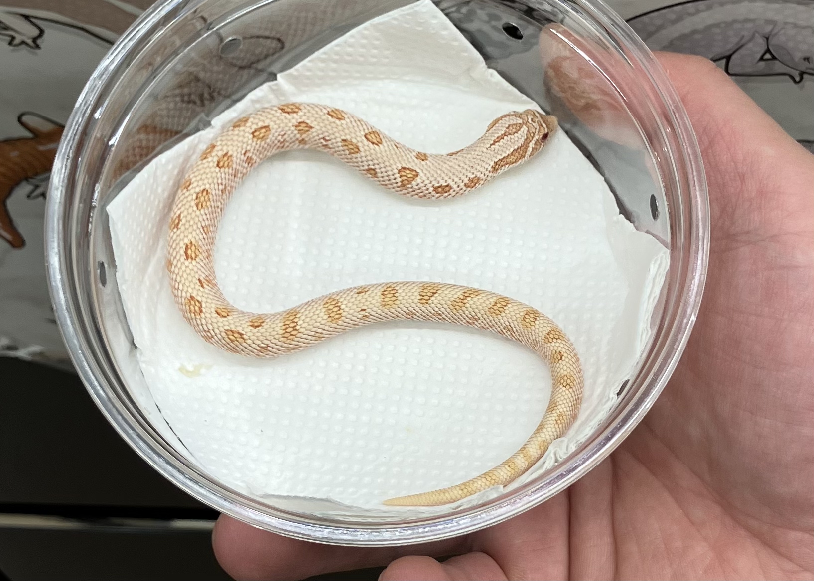 アルビノ アークティック コンダ