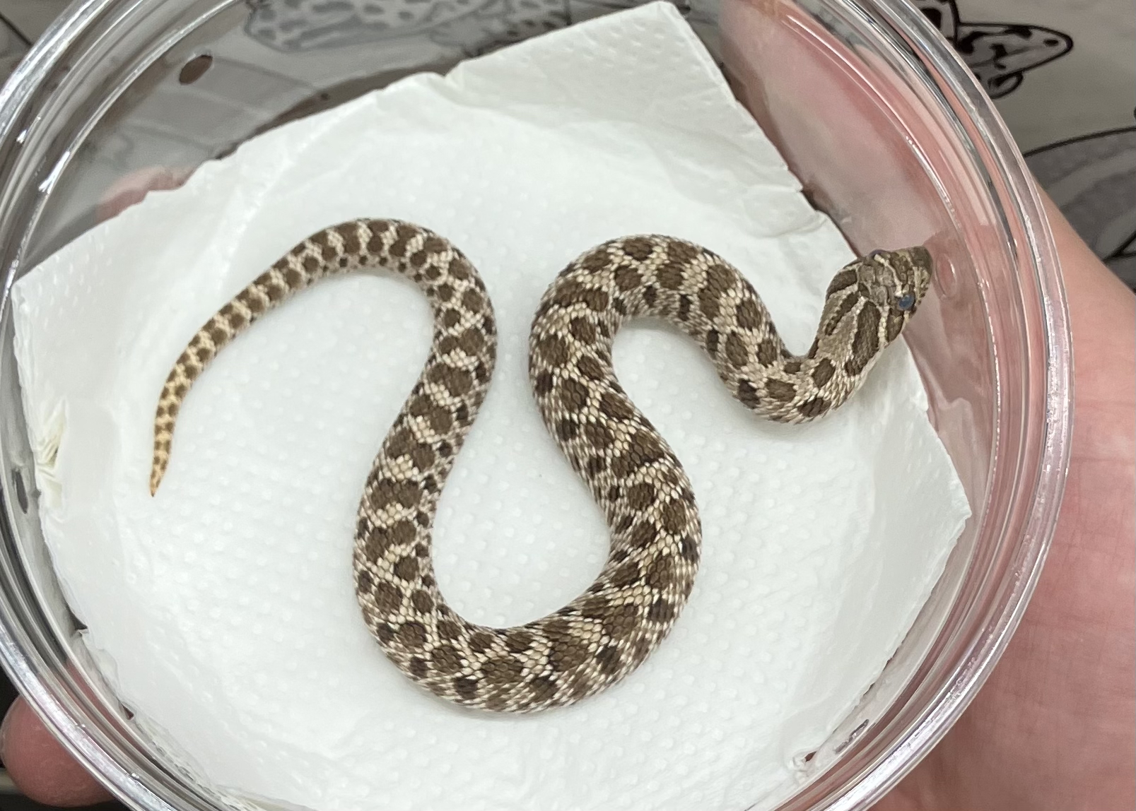 アークティック 66het コーラル