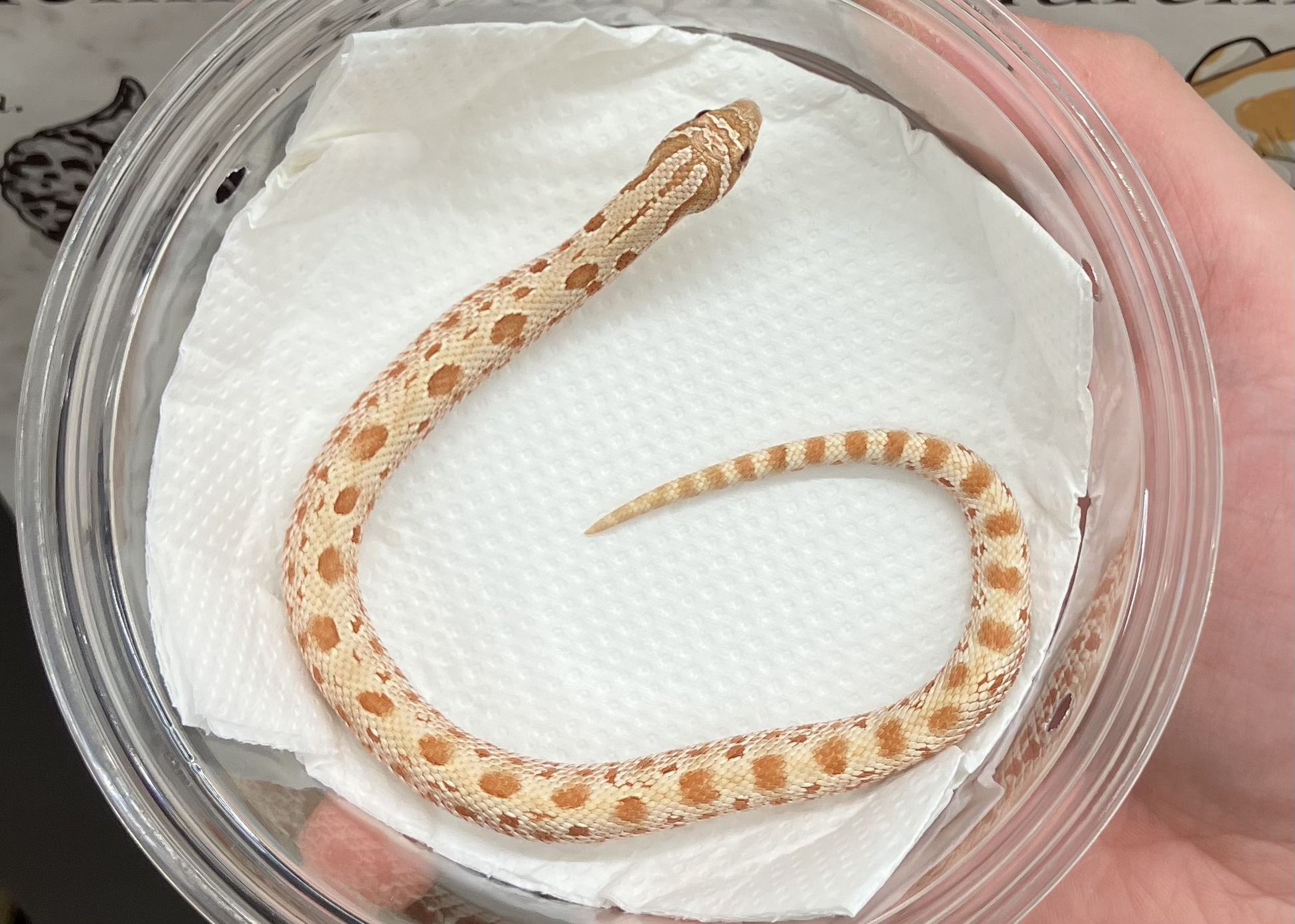 タフィーベリー コンダ het トキシック