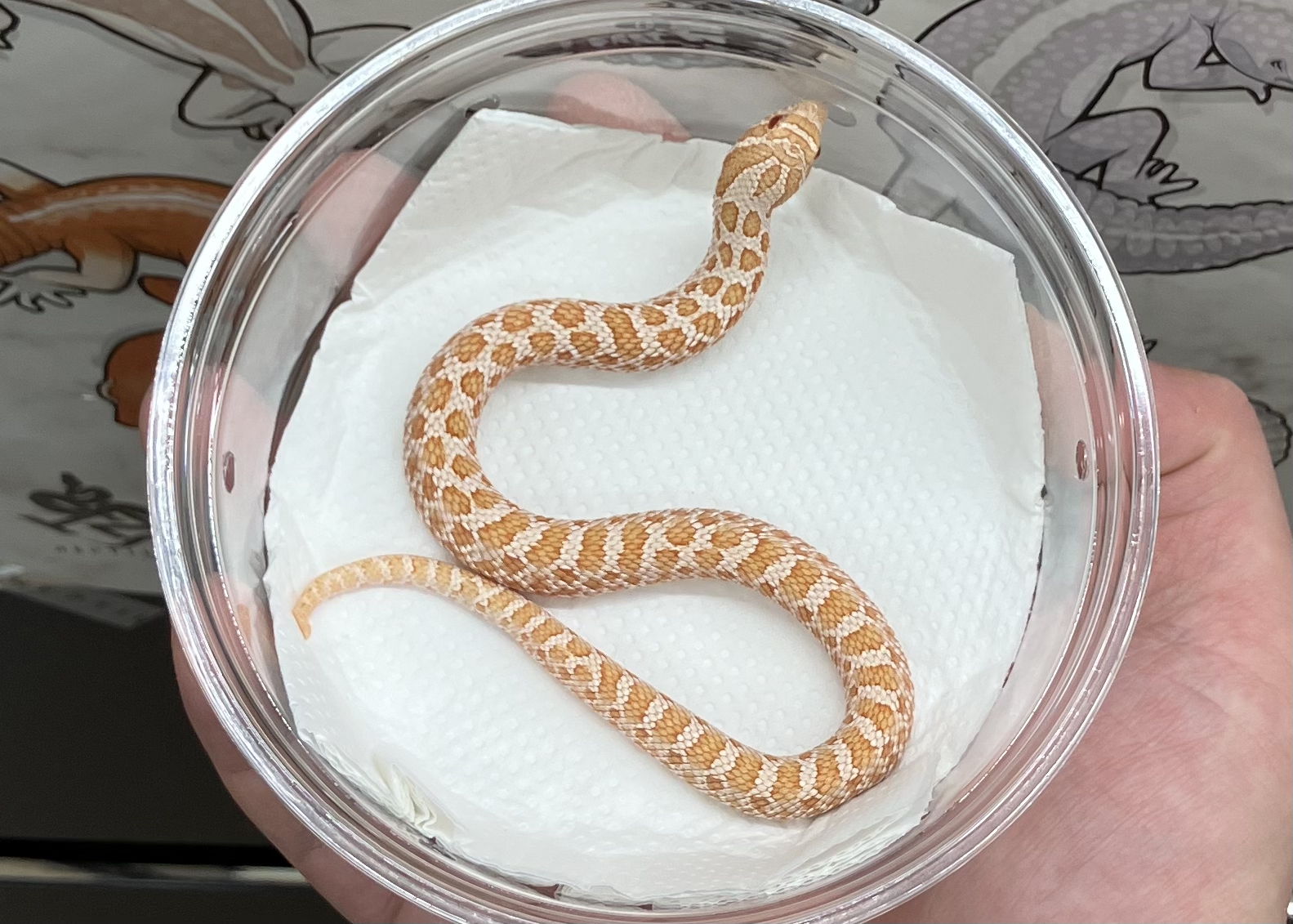 アルビノ het サンバースト