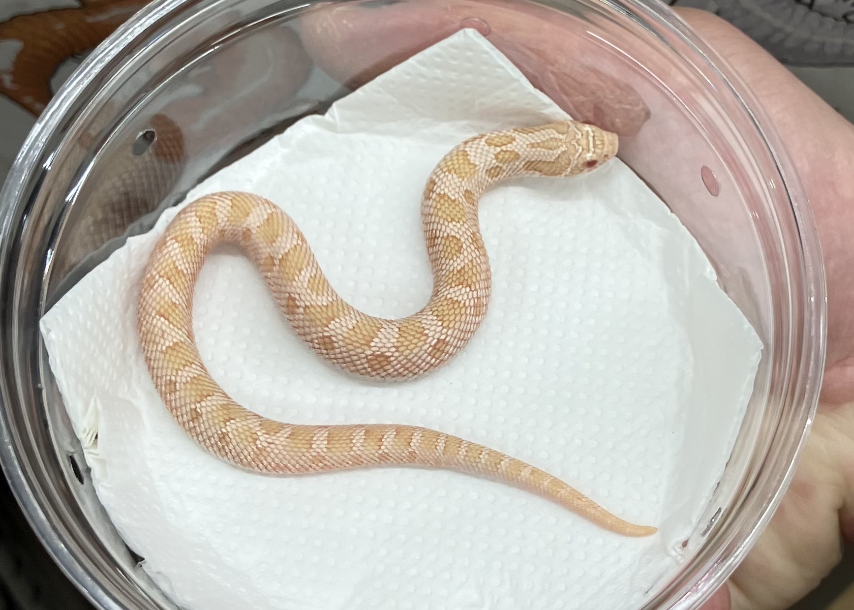 アルビノ コンダ het サンバースト