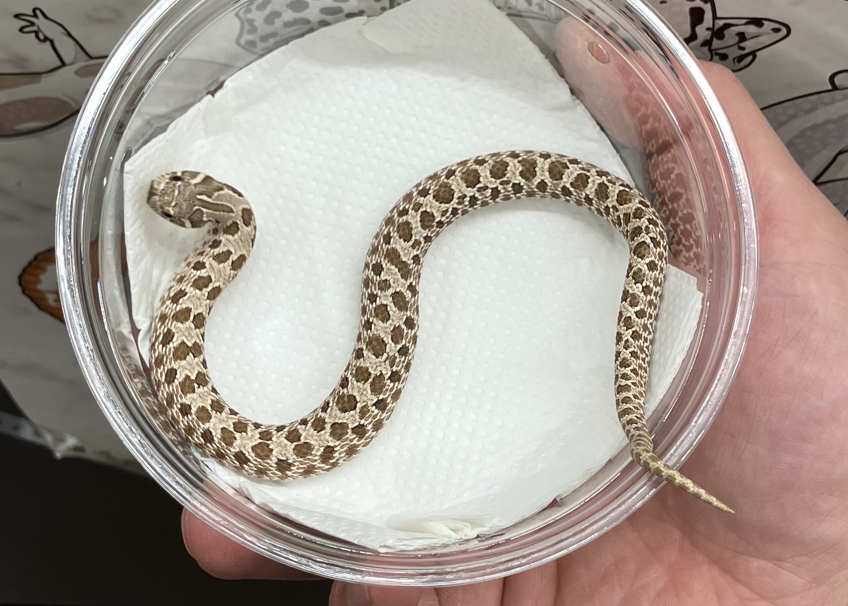 アークティック