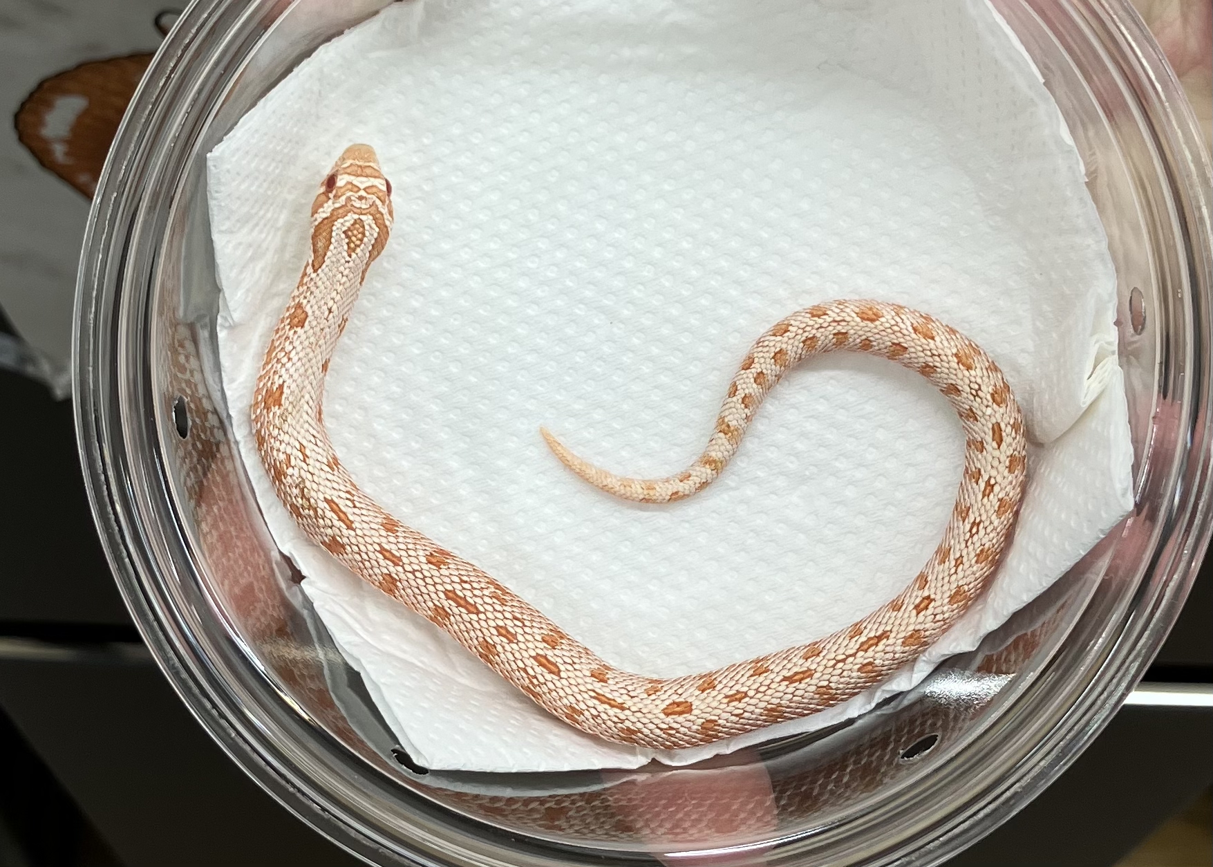 アルビノ アークティック コンダ 66hetスノー　