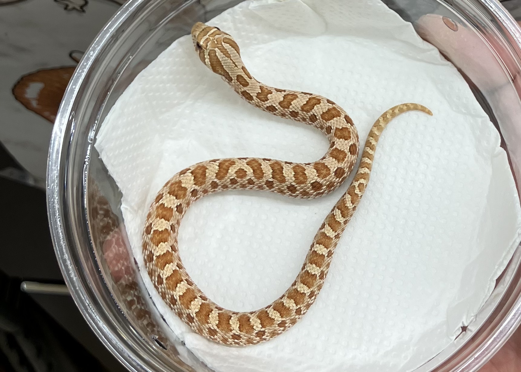 タフィーベリー PH MAITAI