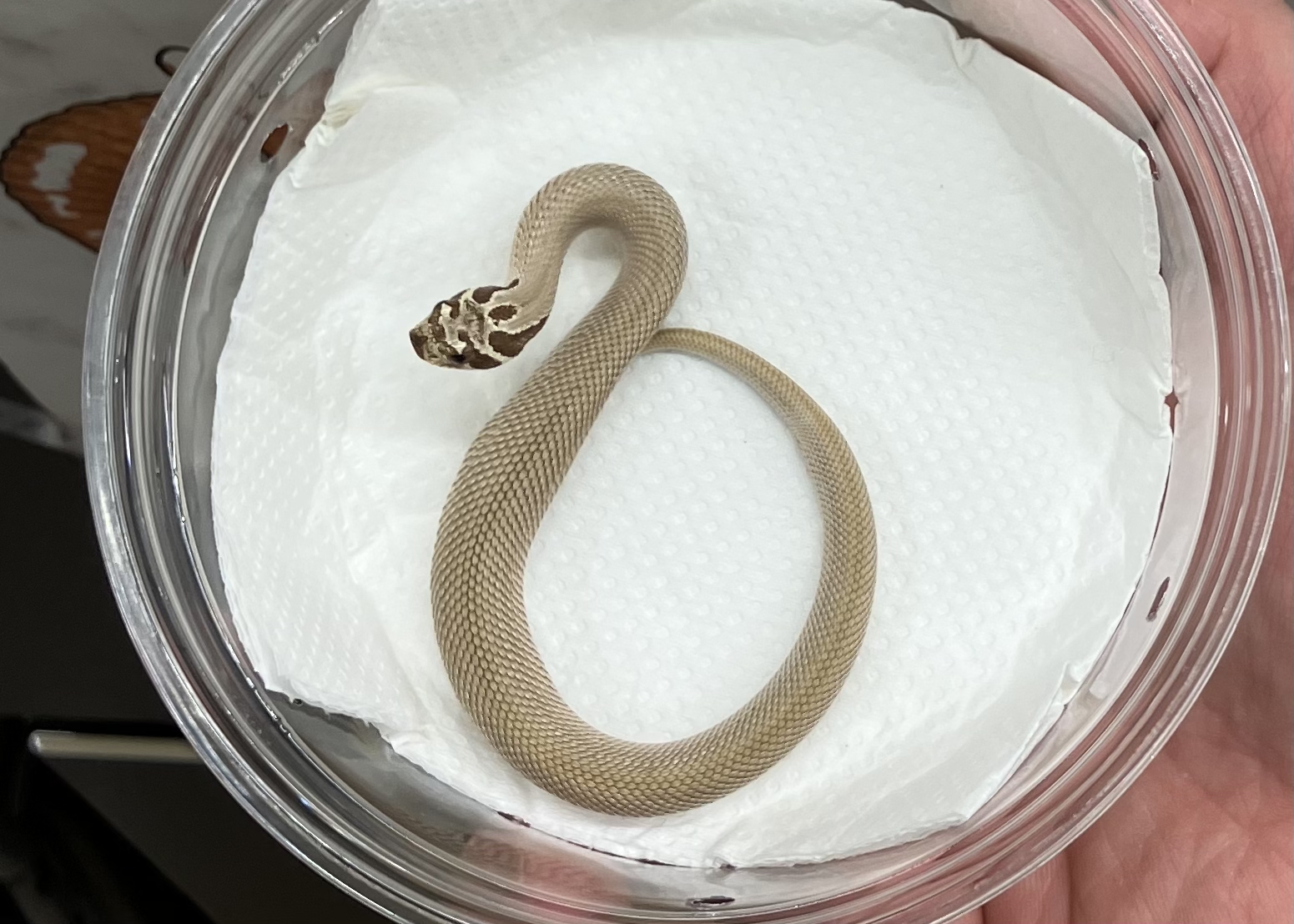 アークティック スーパーコンダ het アルビノ