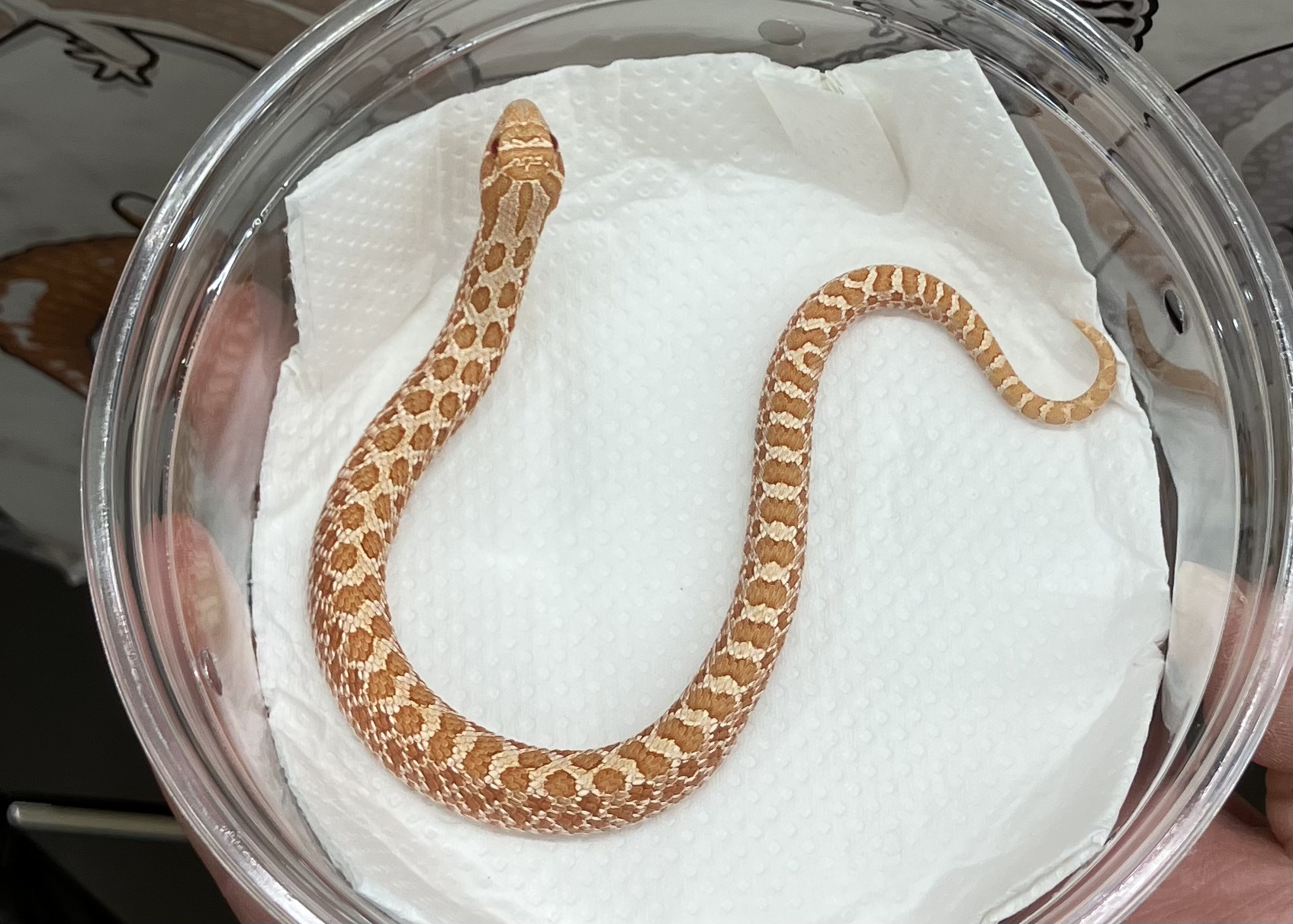 アルビノ het サンバースト