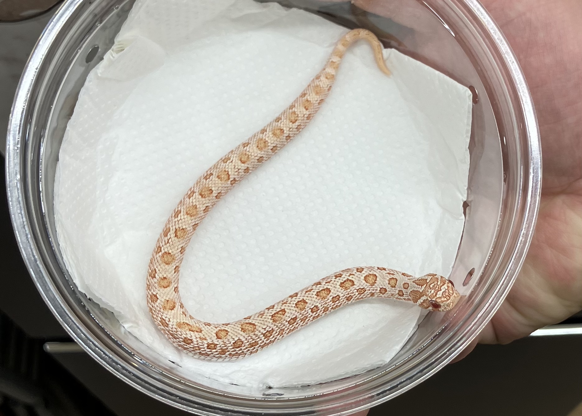 アルビノ アークティック コンダ 66hetスノー