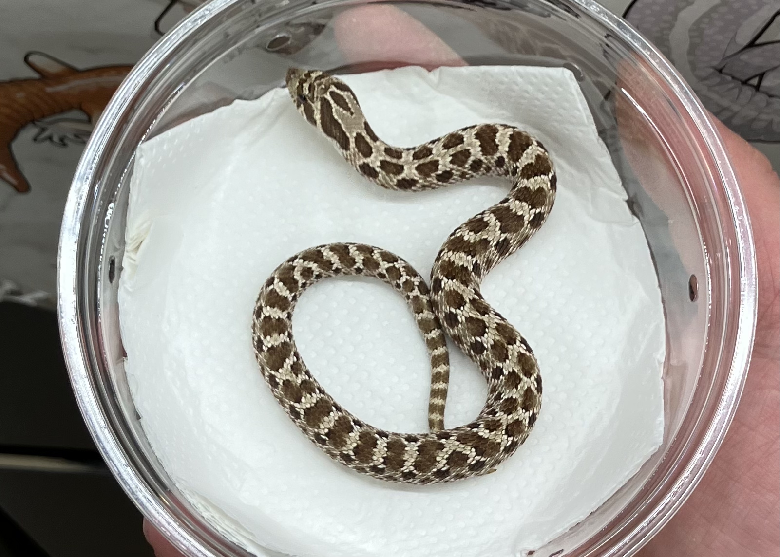 アークティックhetサンバースト