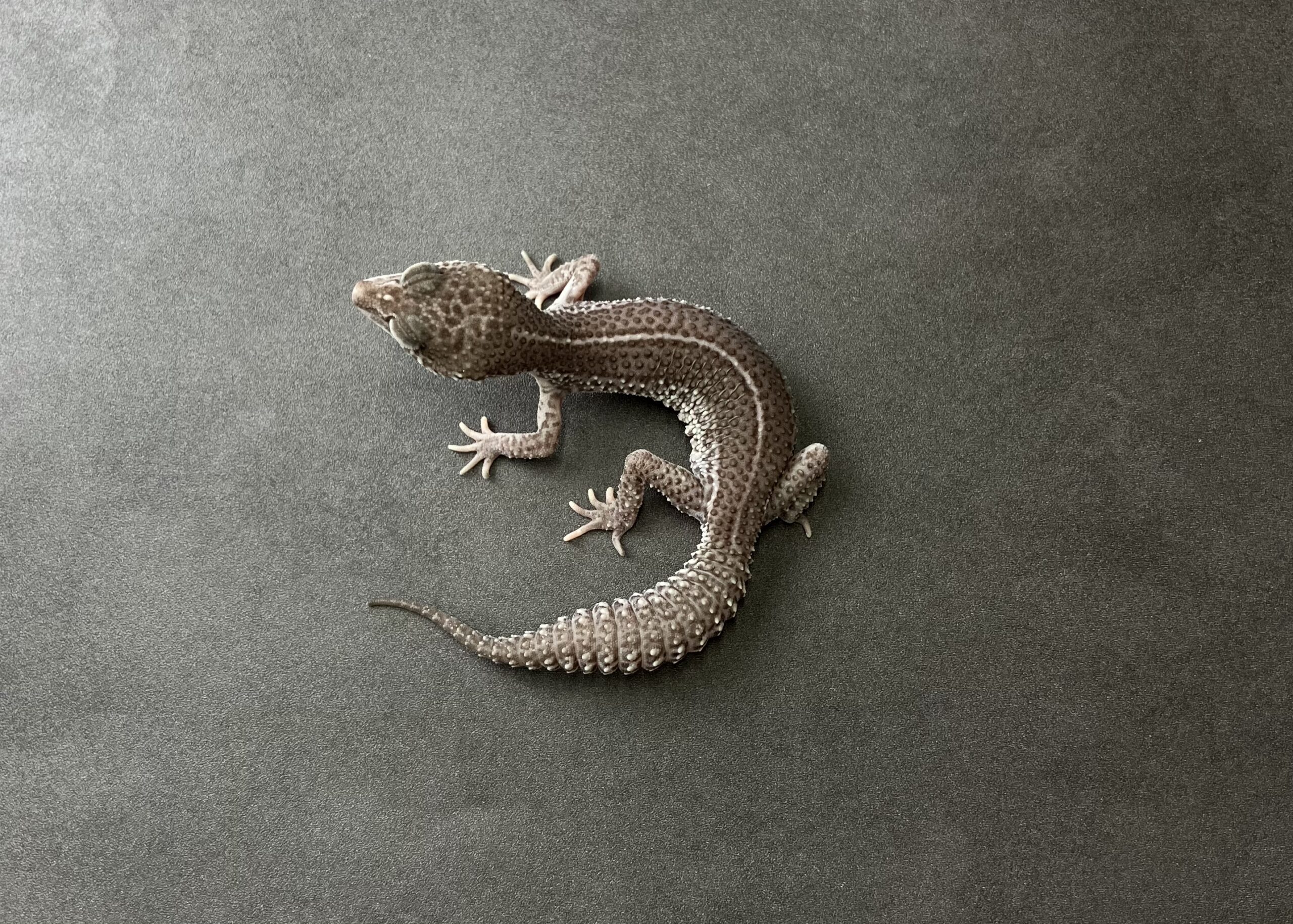 ブラックナイトSS