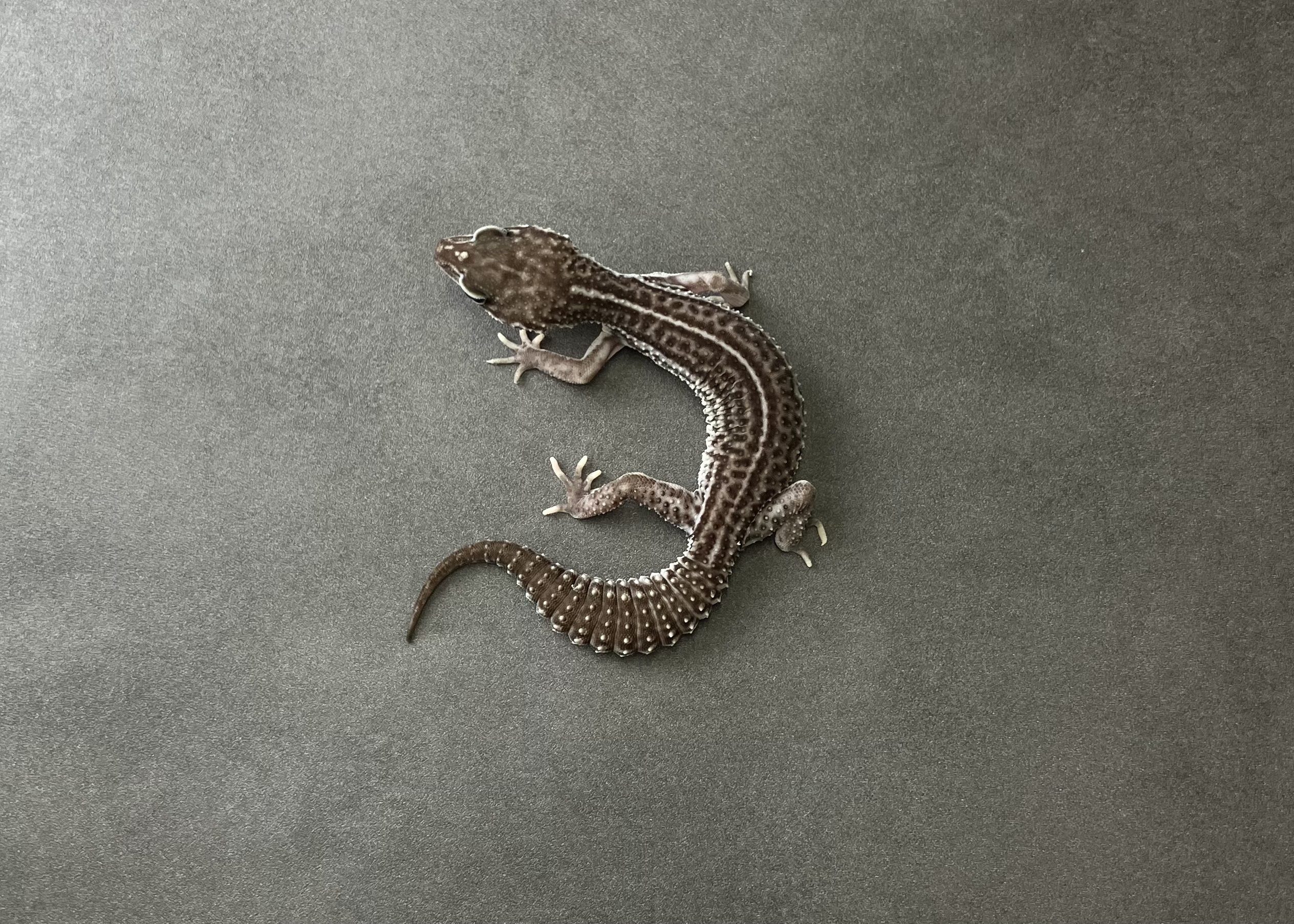 ブラックナイトSS