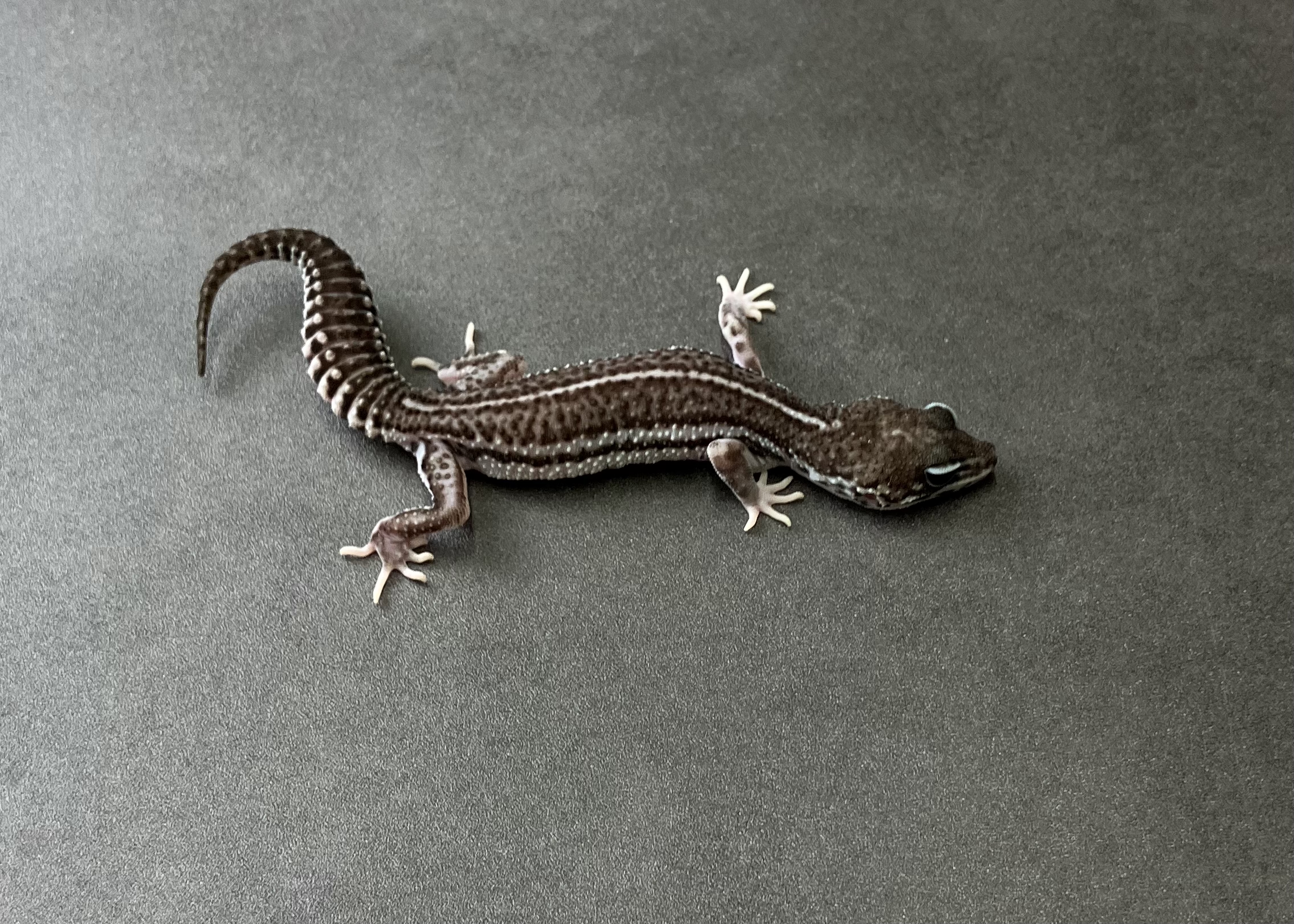 ブラックナイトSS