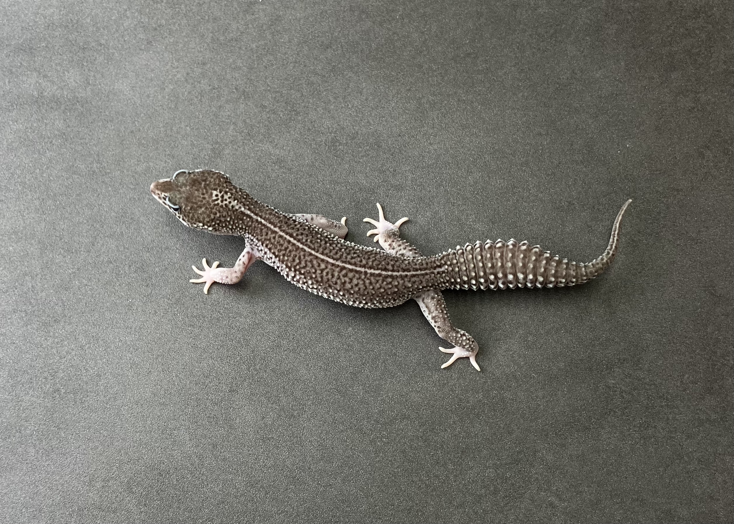 ブラックナイトSS