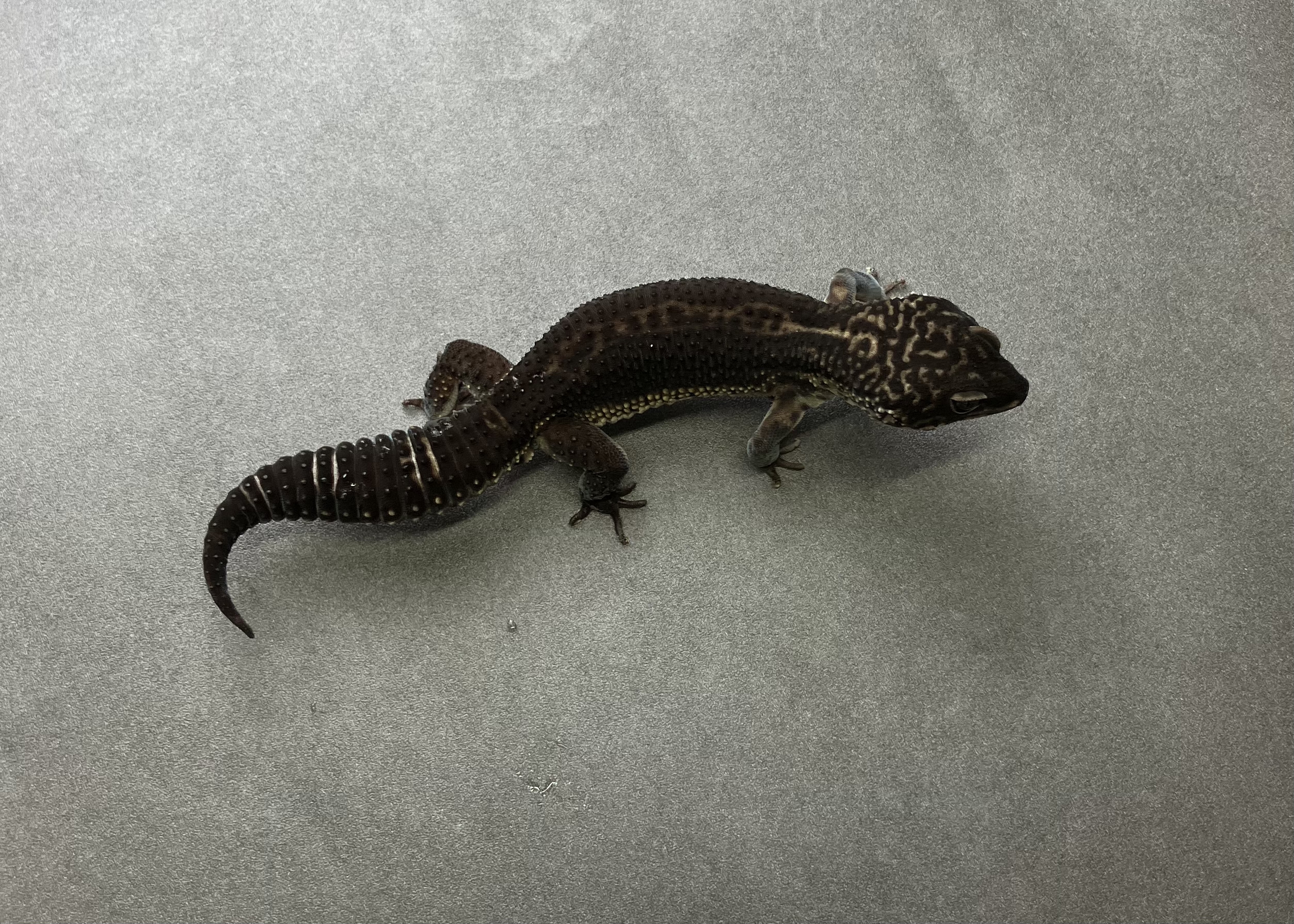 ブラックナイト