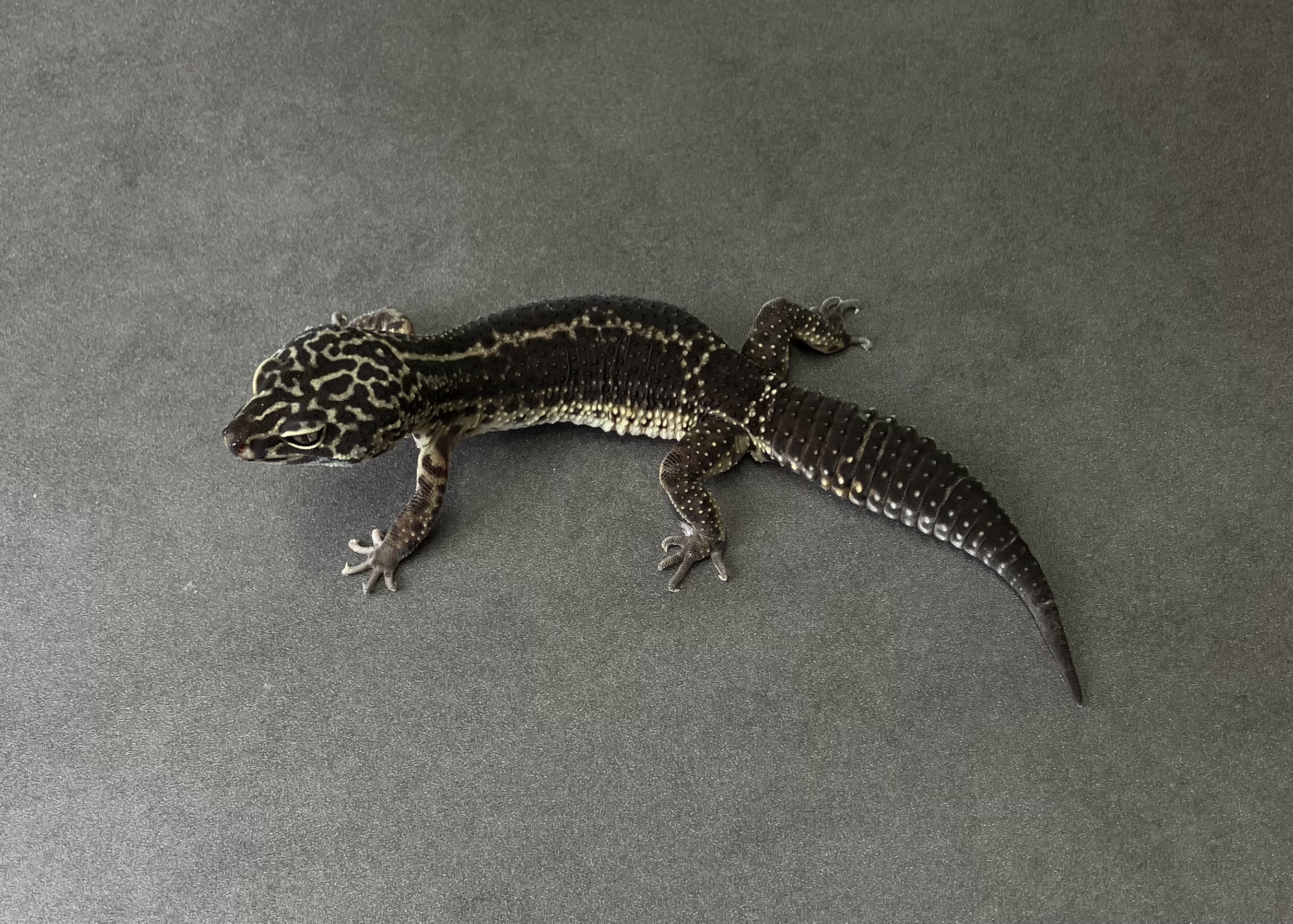 ブラックナイト