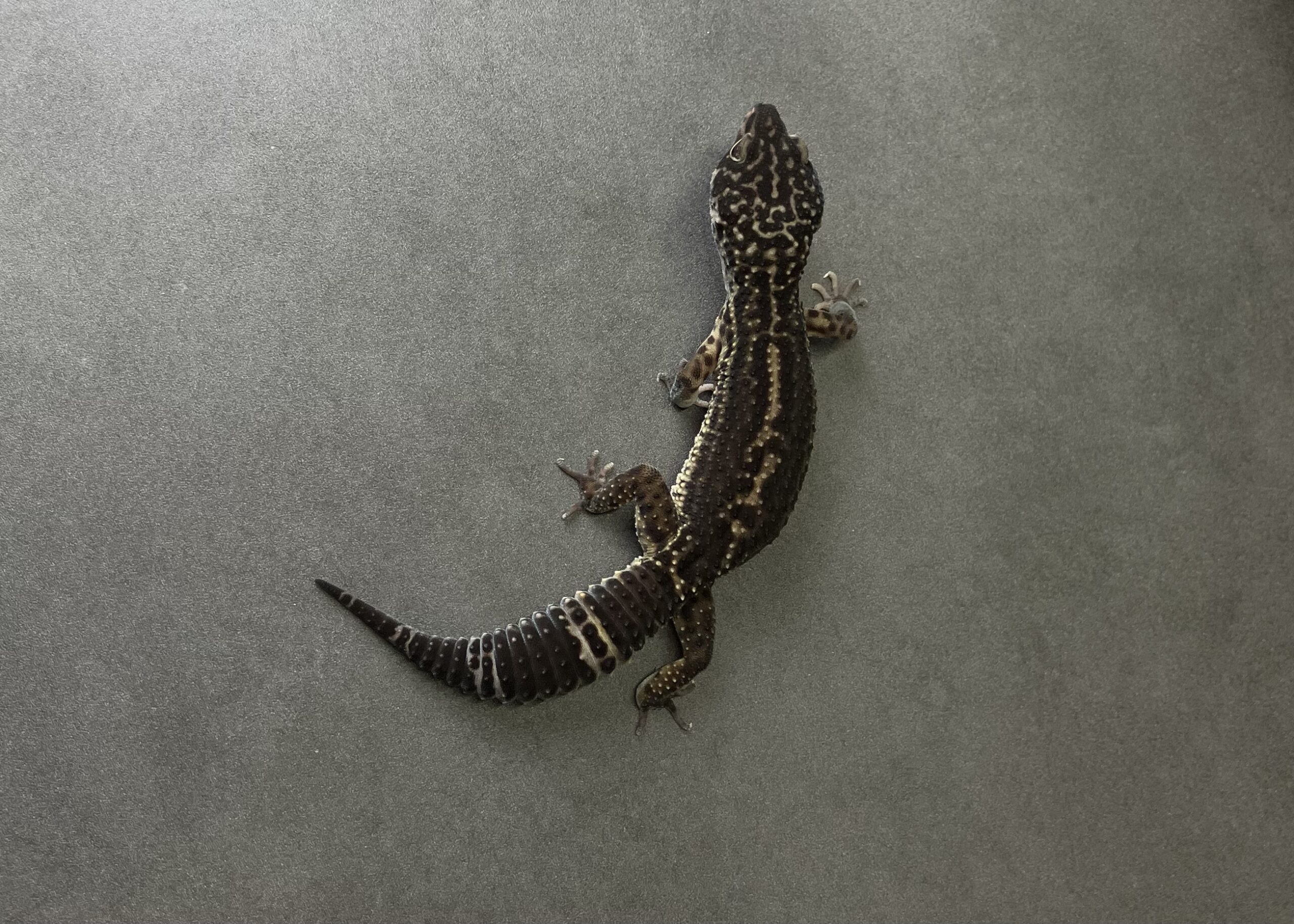 ブラックナイト