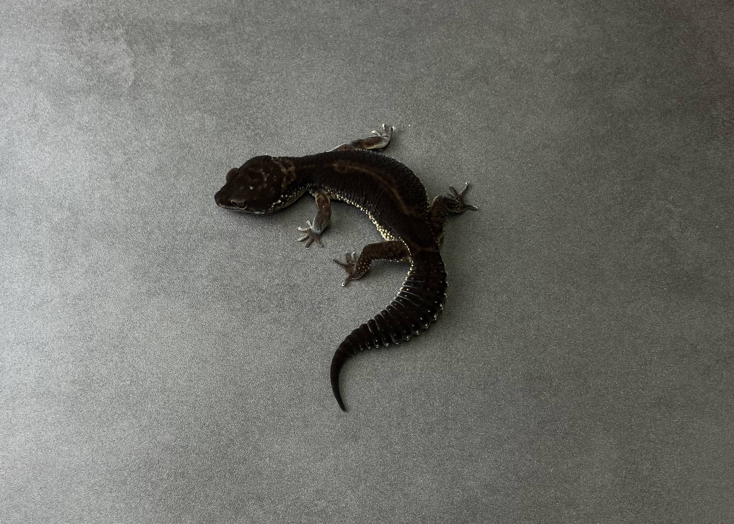 ブラックナイト