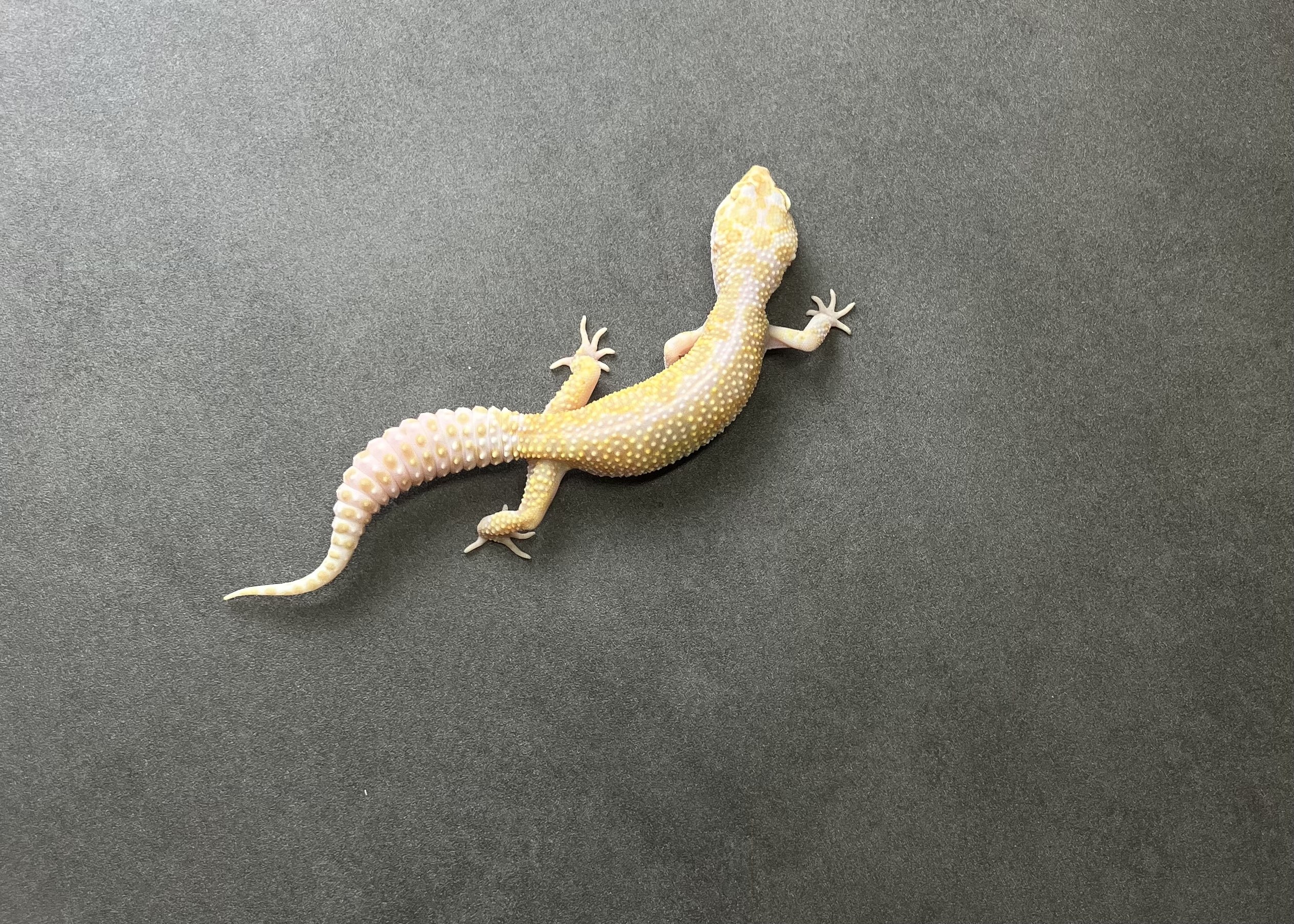 STONE WASH LINE レーダーエニグマ