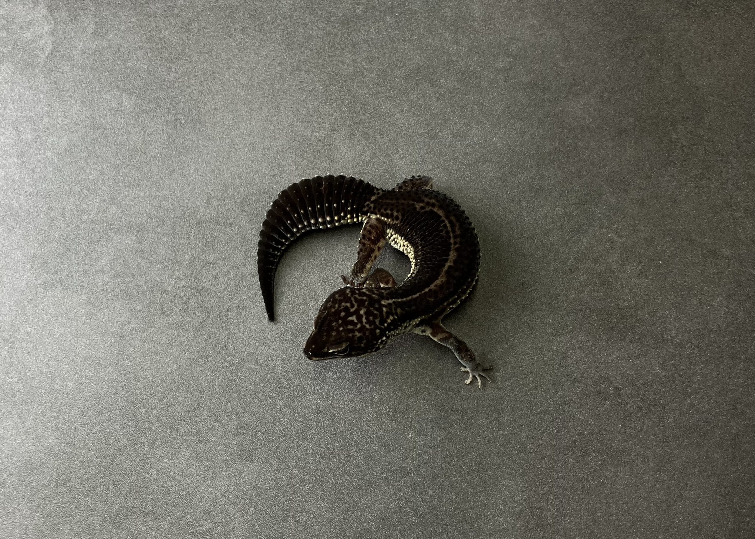 ブラックナイト