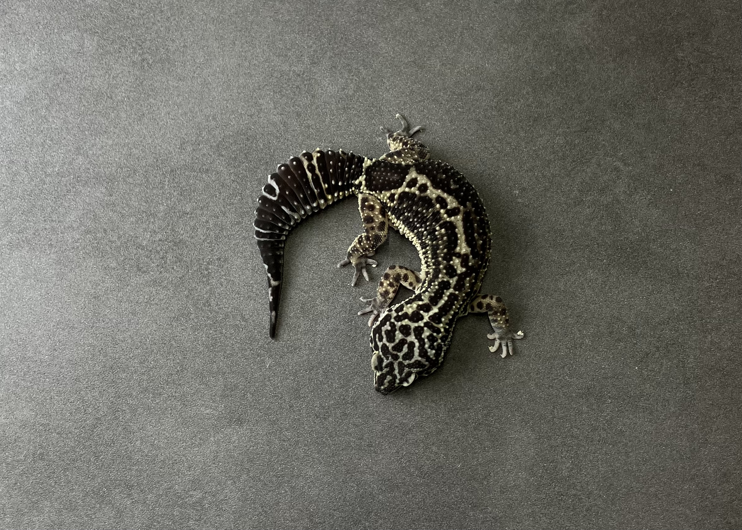 ブラックナイト