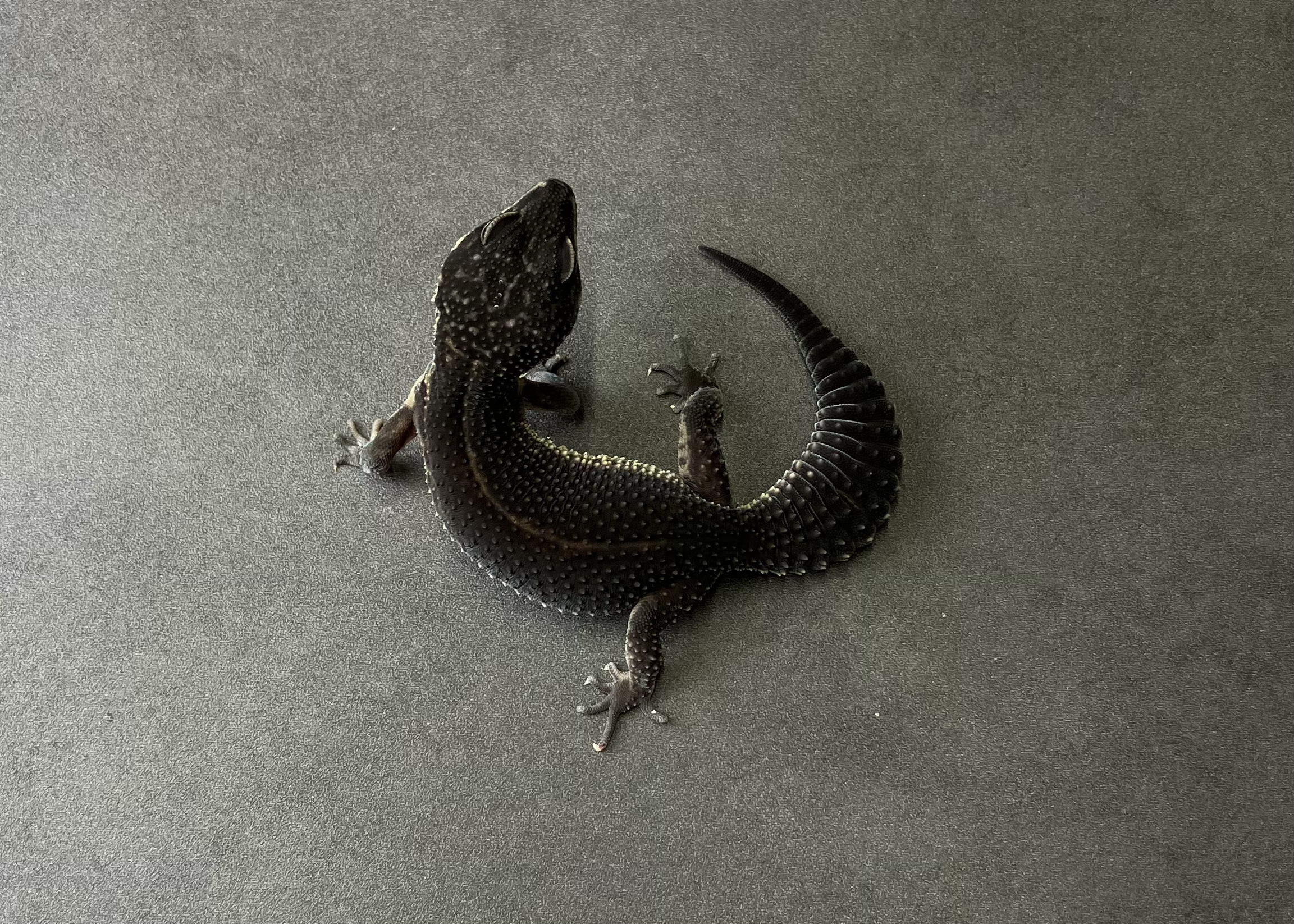 ブラックナイト