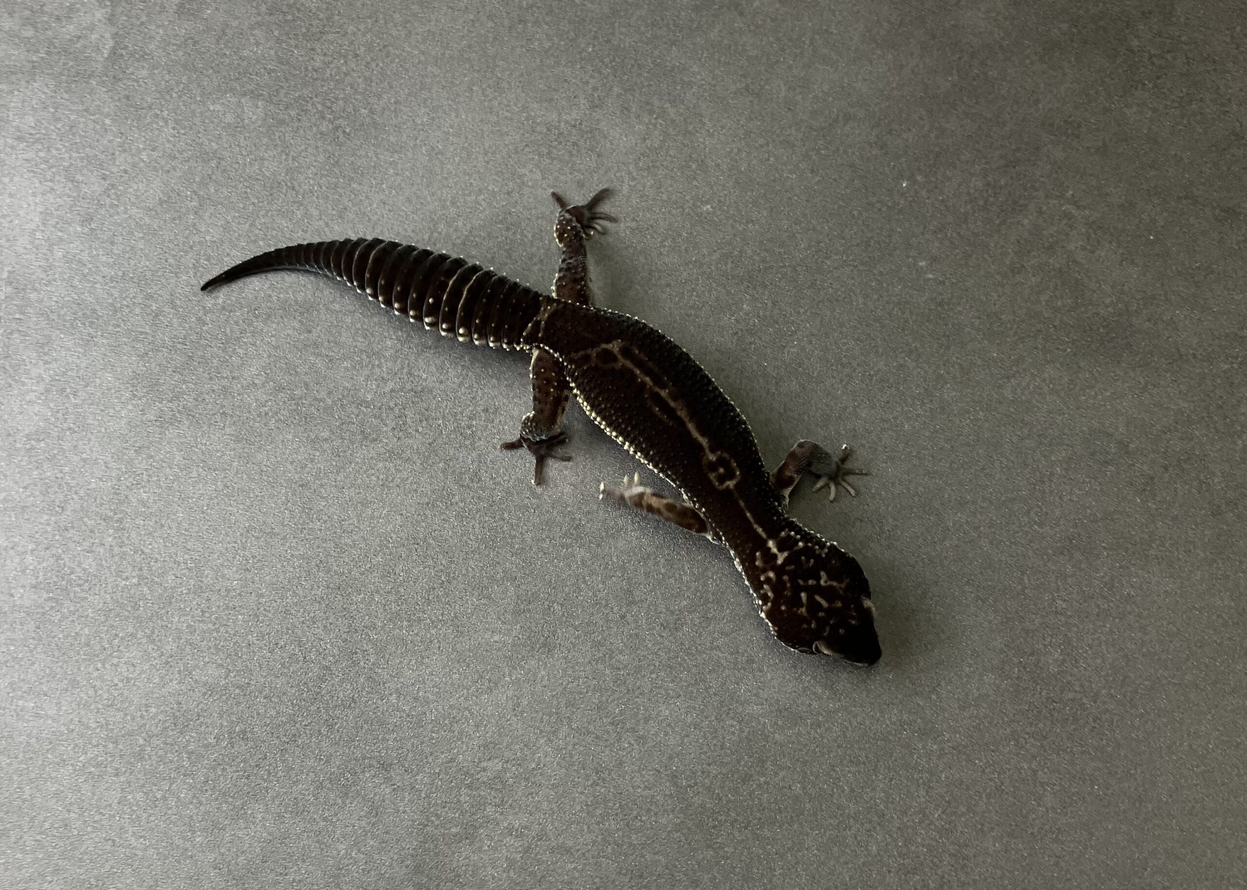 ブラックナイト