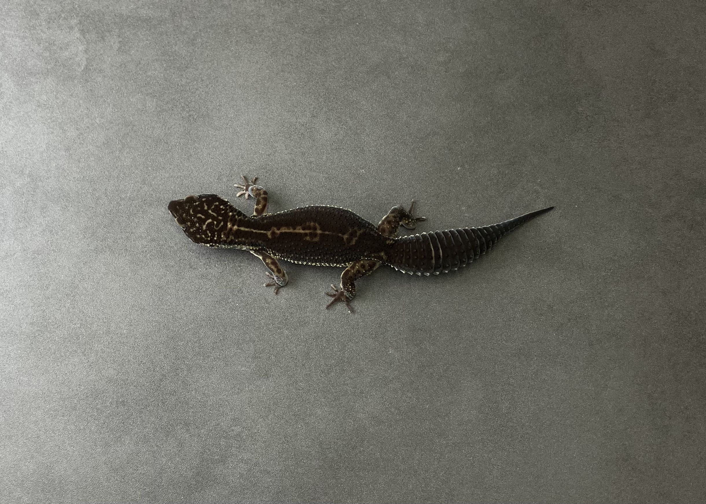 ブラックナイト