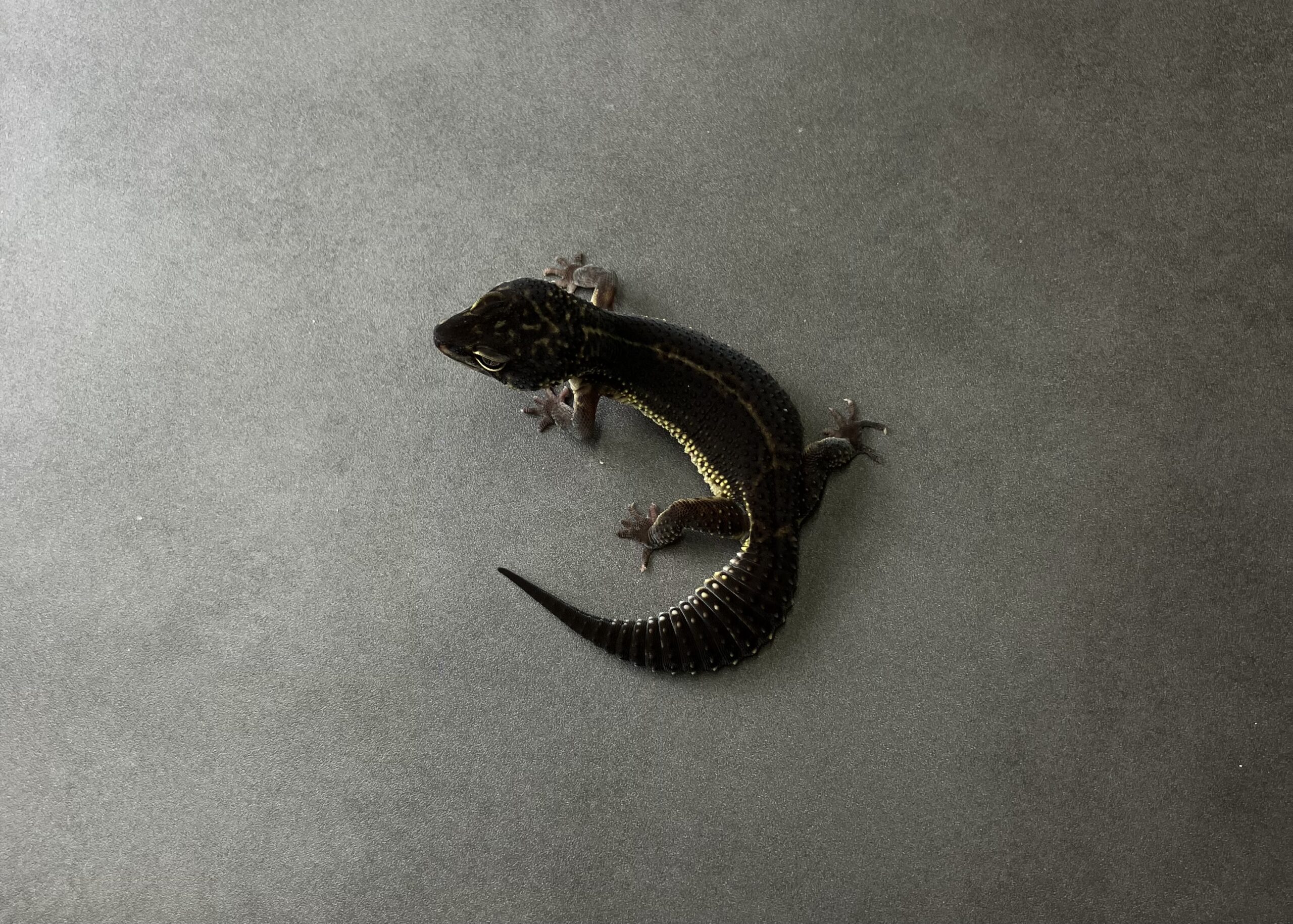 ブラックナイト