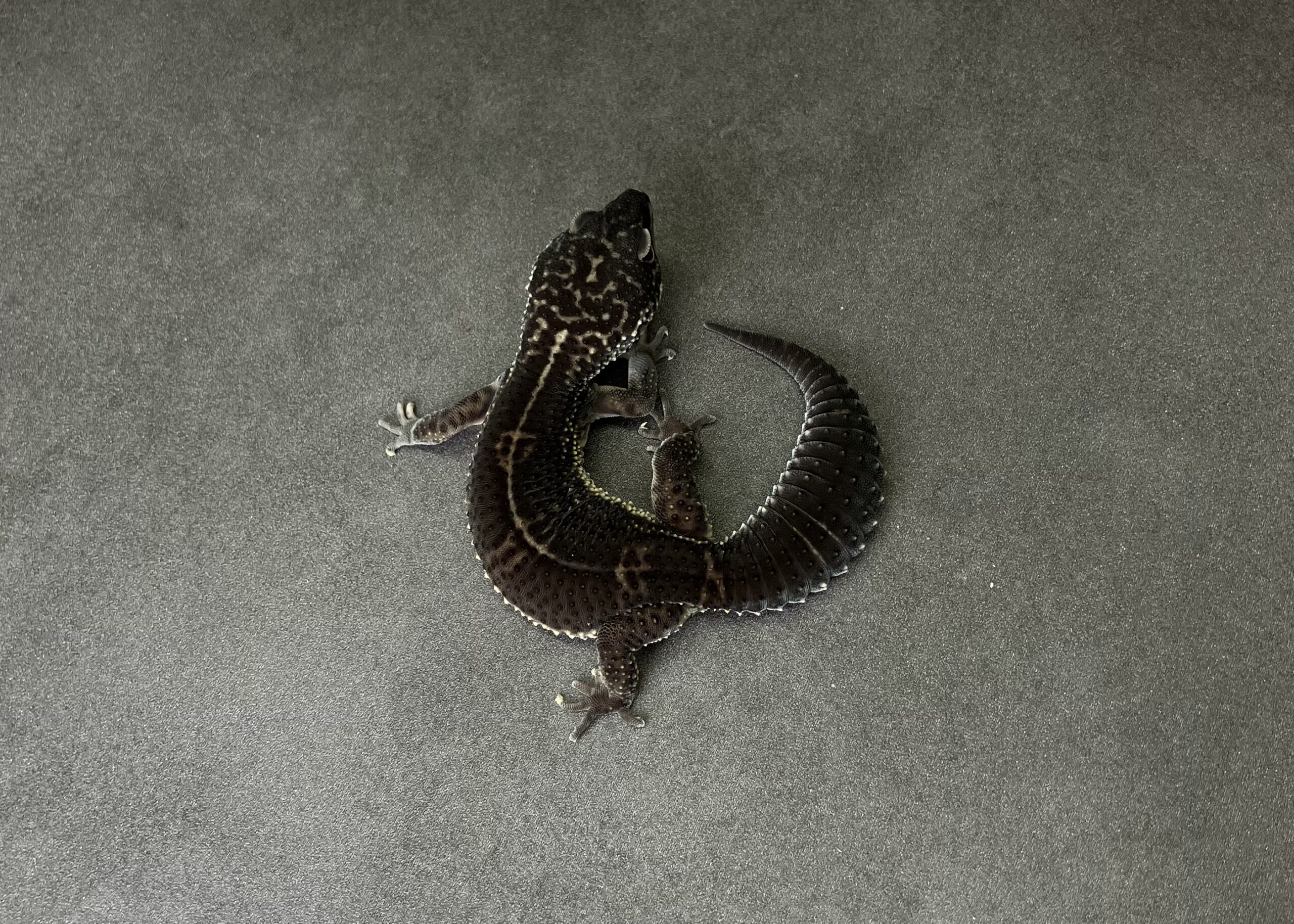 ブラックナイト