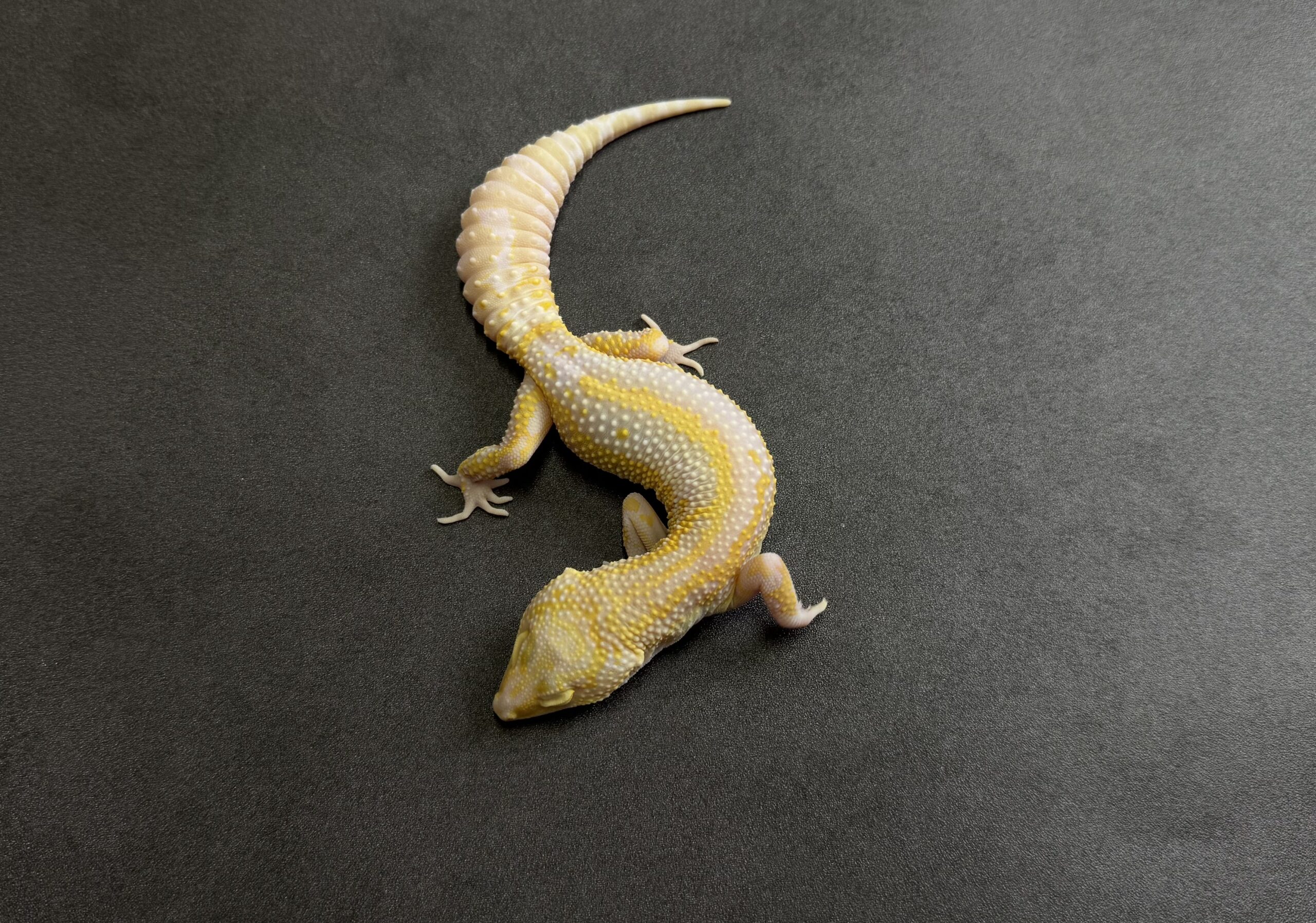 STONE WASH LINE ベルアルビノ