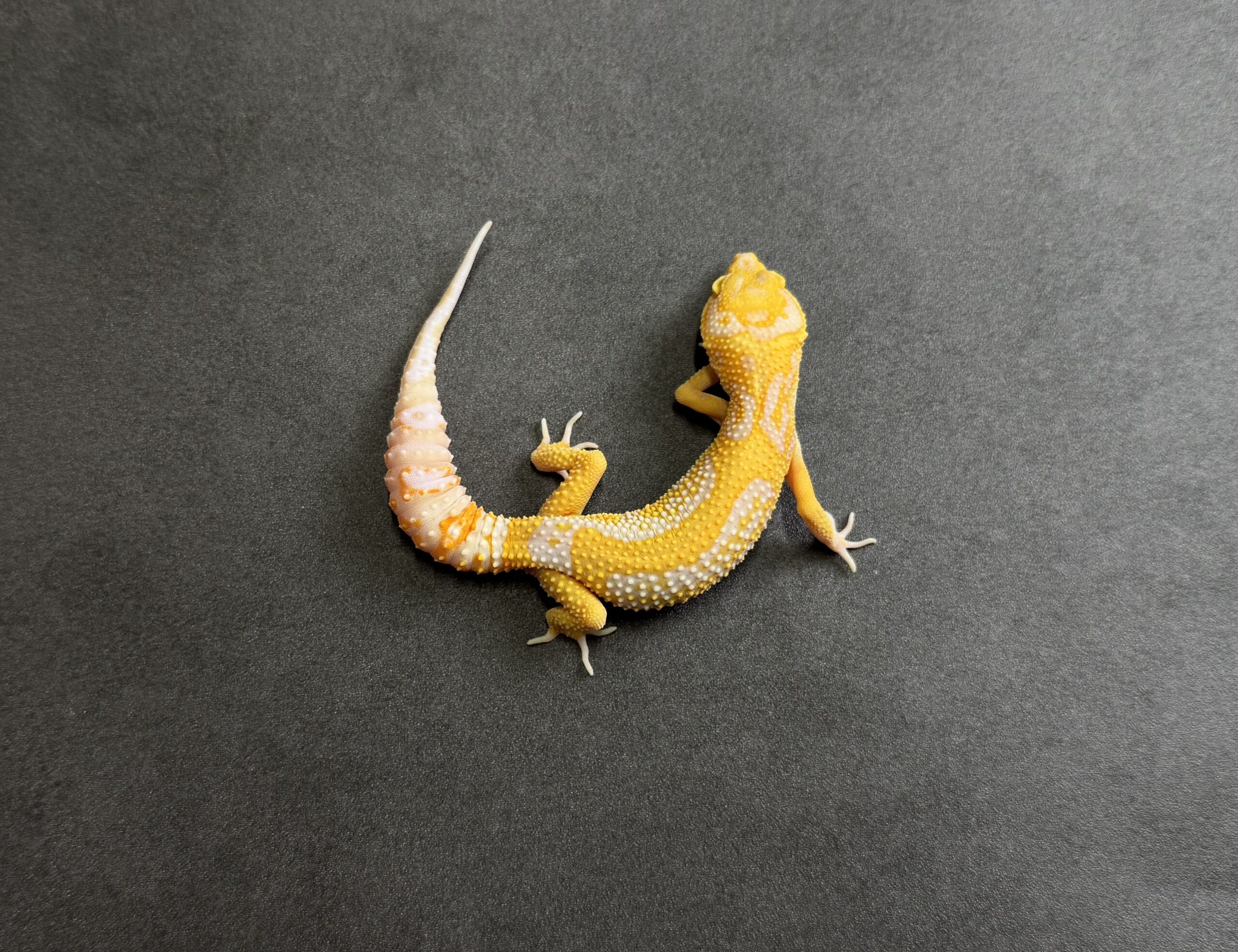 STONE WASH LINE ベルアルビノ