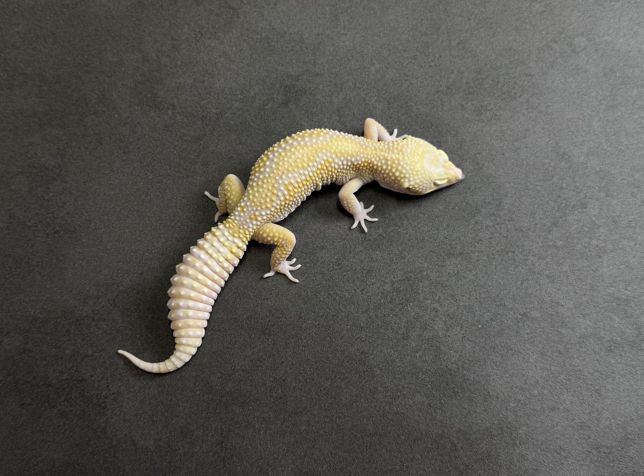 STONE WASH LINE レーダー