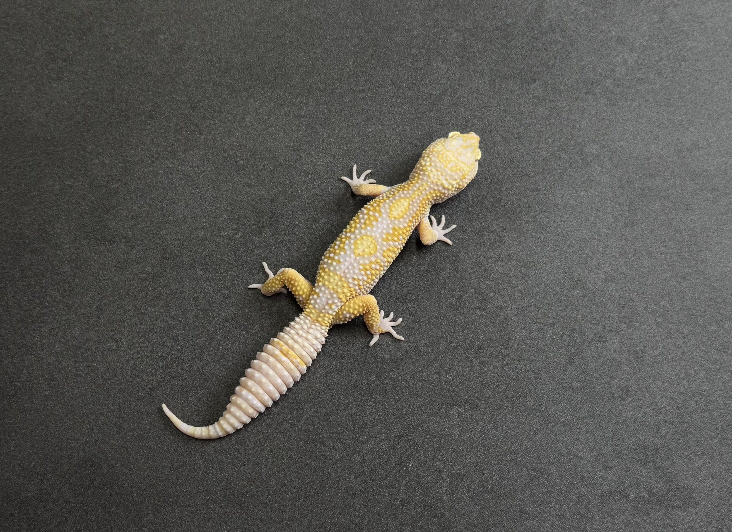 STONE WASH LINE ベルアルビノ