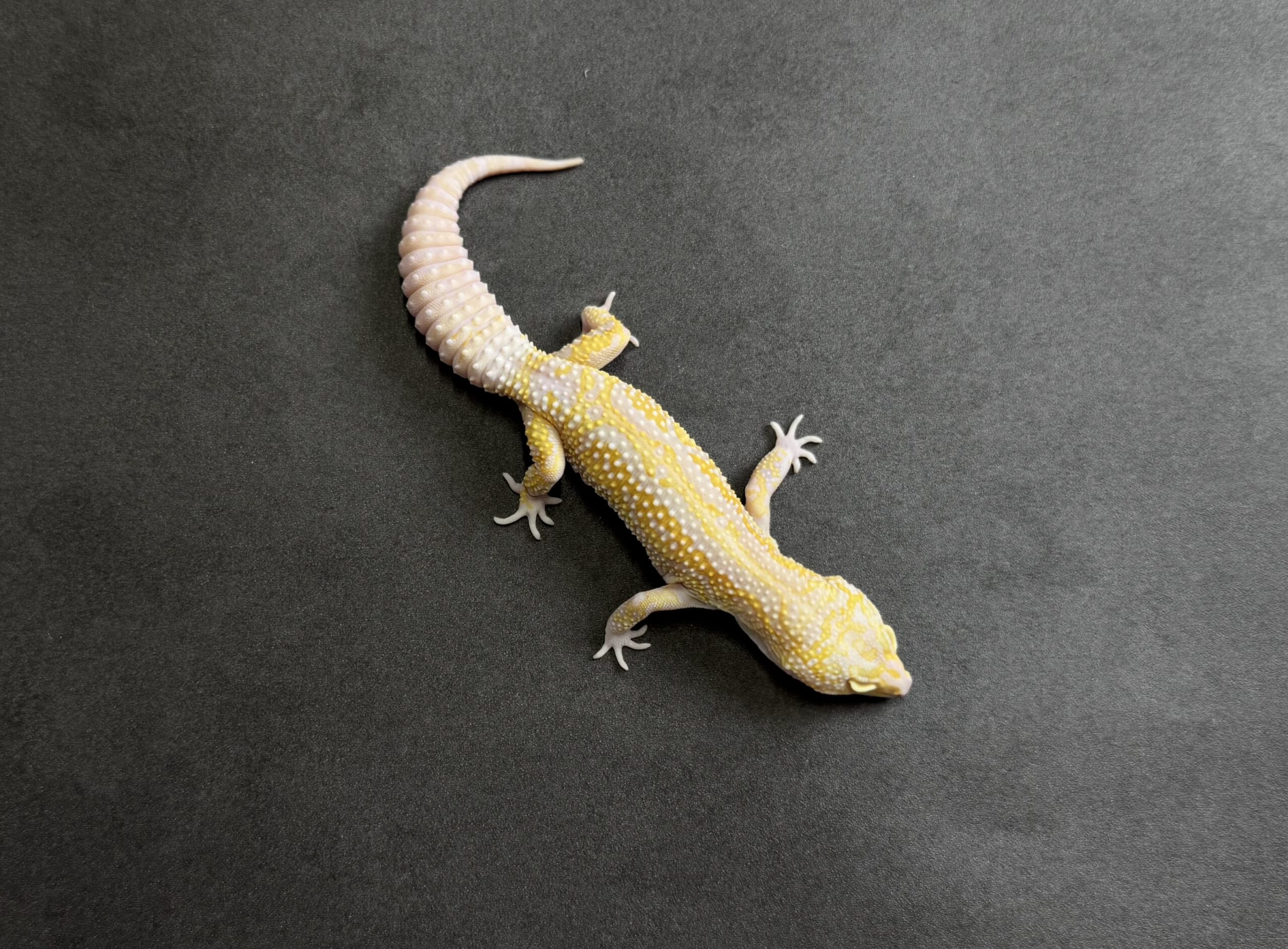 STONE WASH LINE レーダー