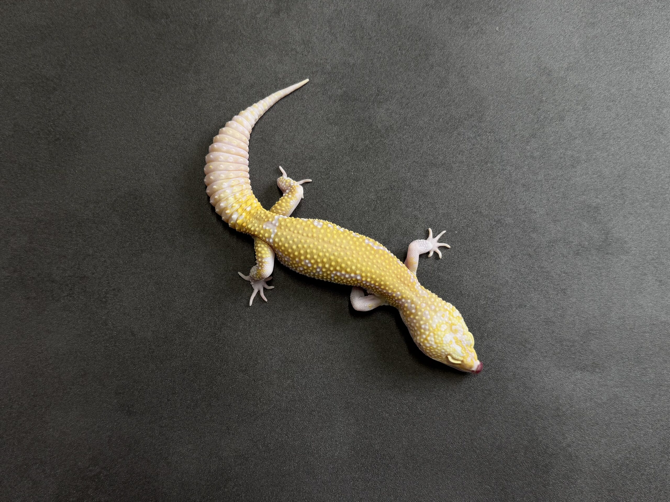 STONE WASH LINE レーダー