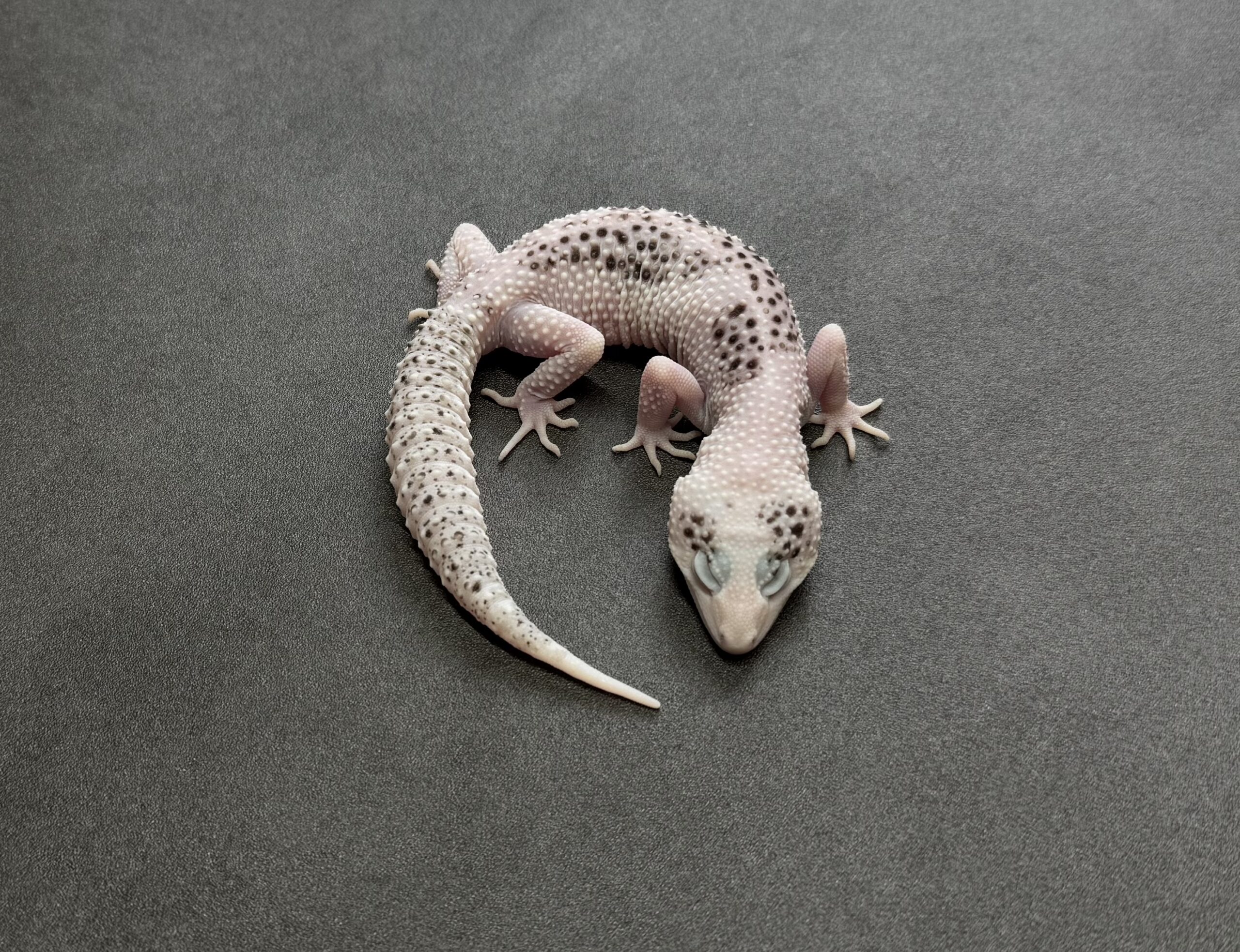 ギャラクシーパイド