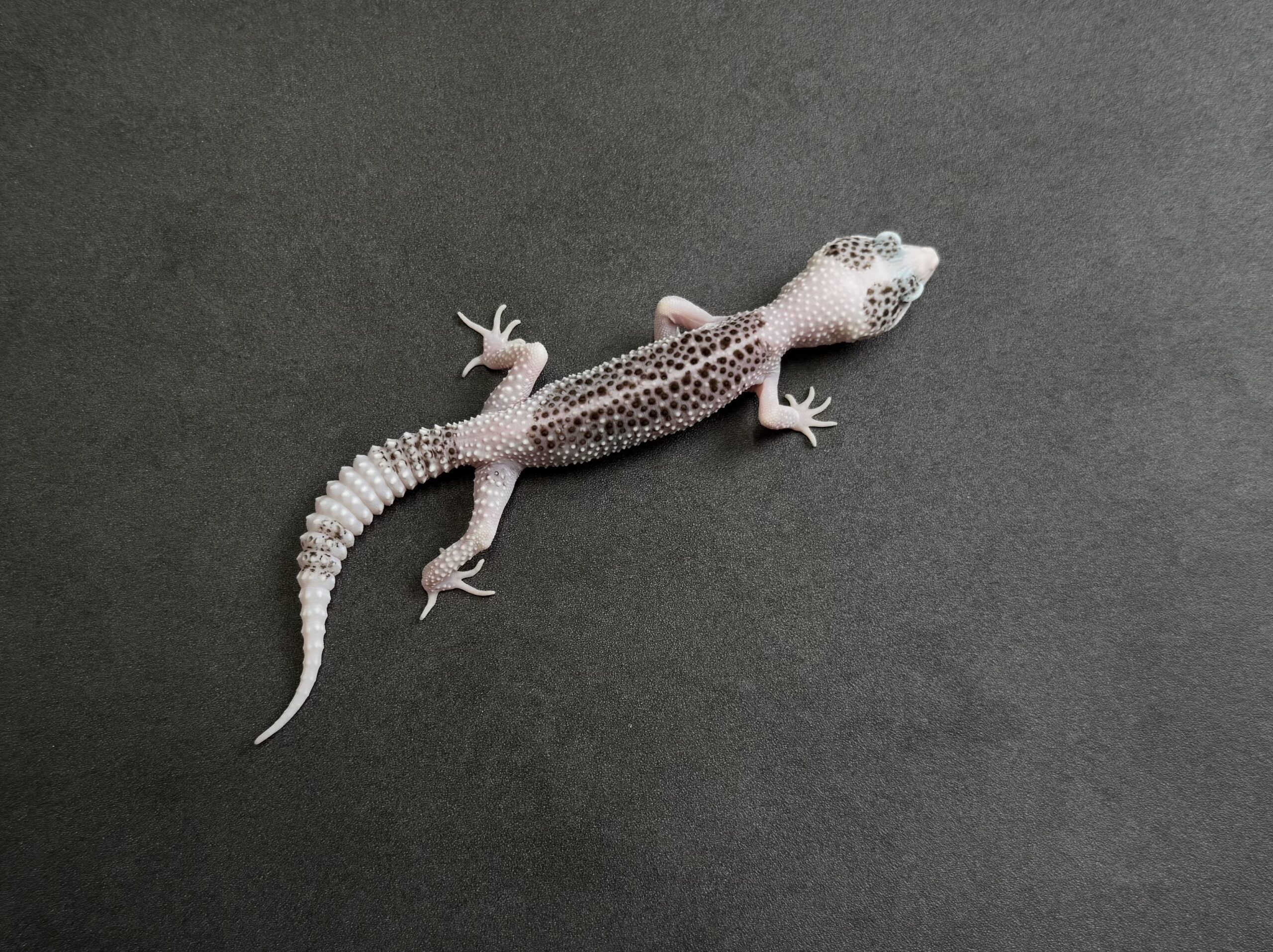 ギャラクシーパイド