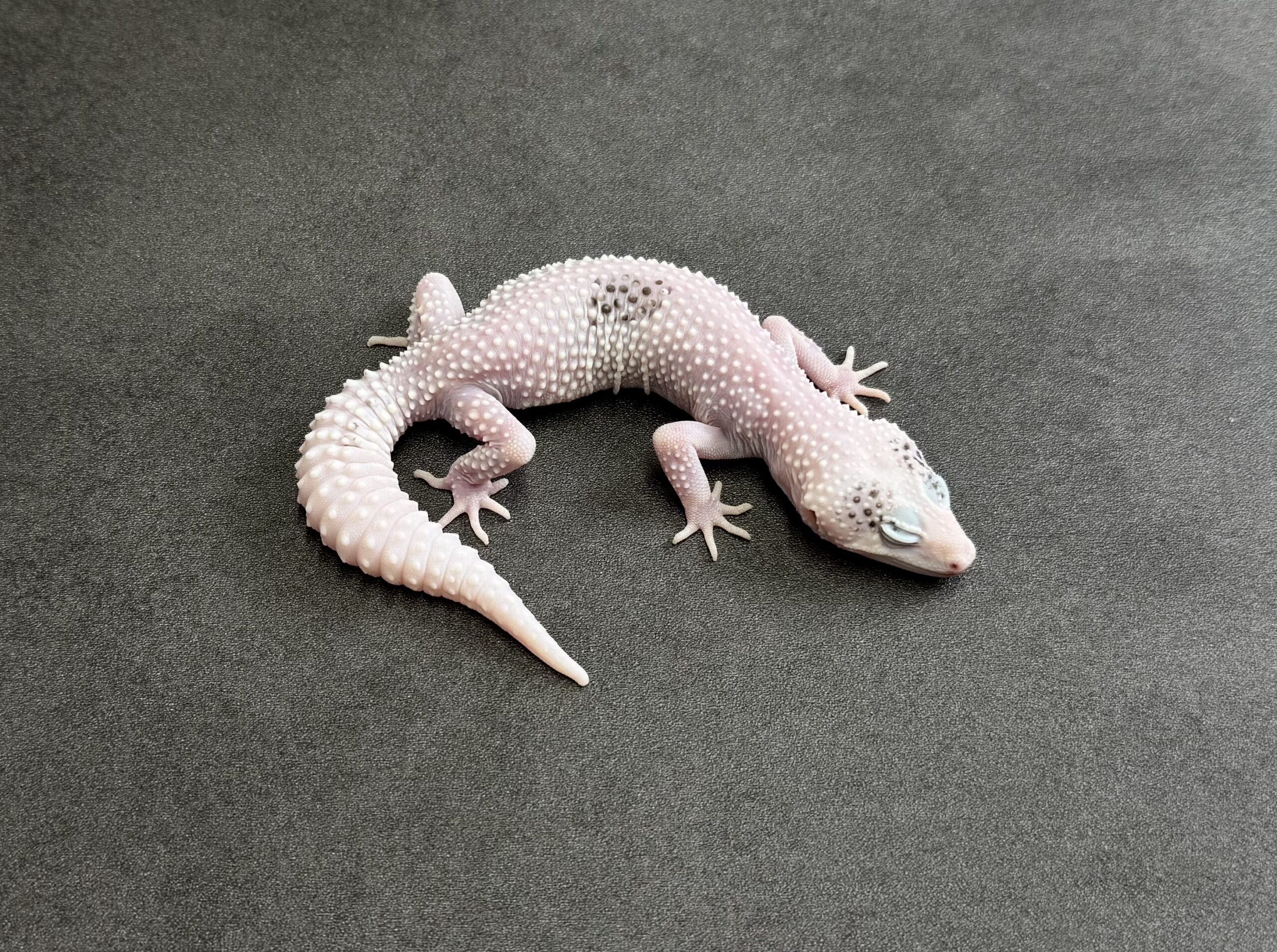 ギャラクシーパイド