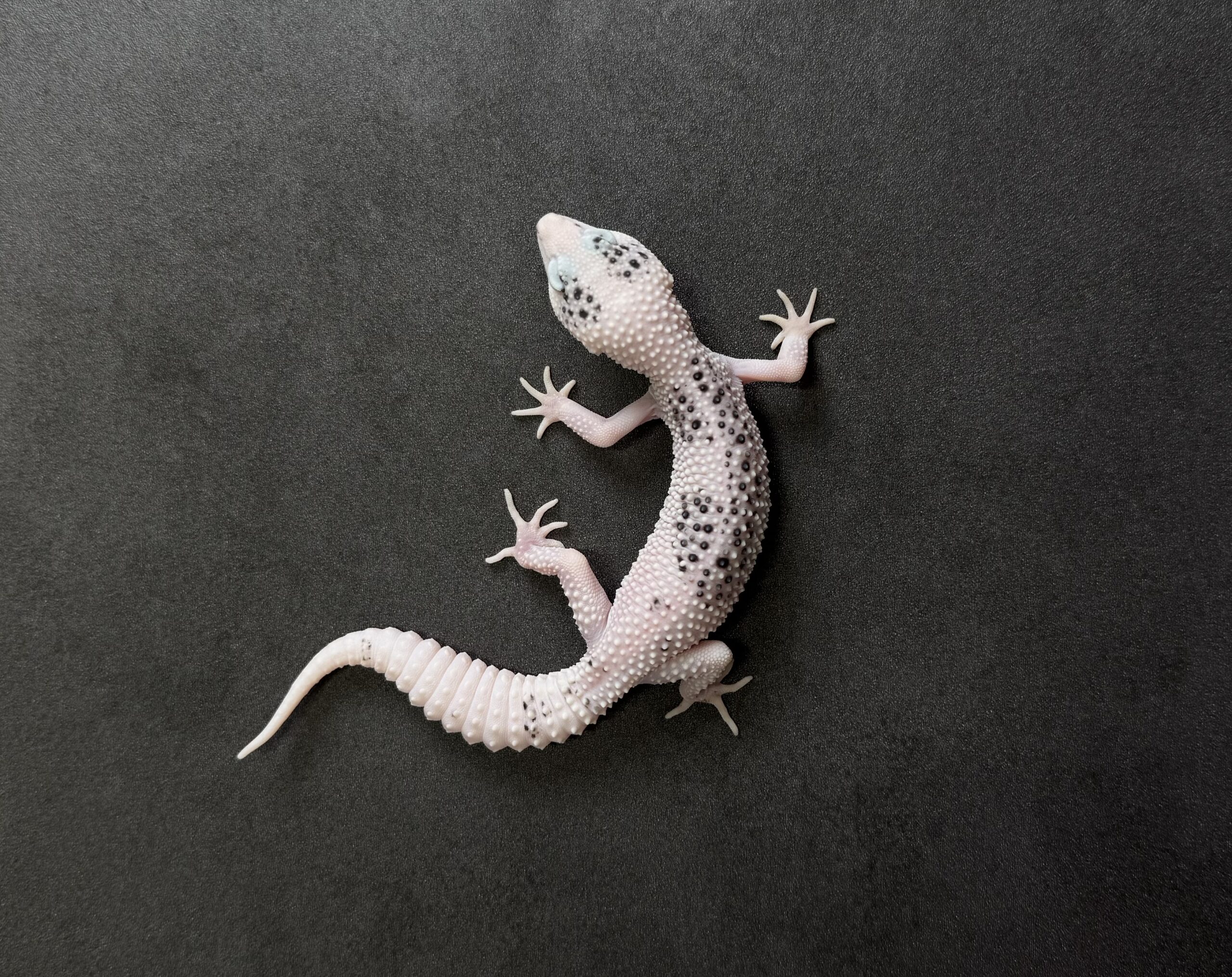 ギャラクシーパイド