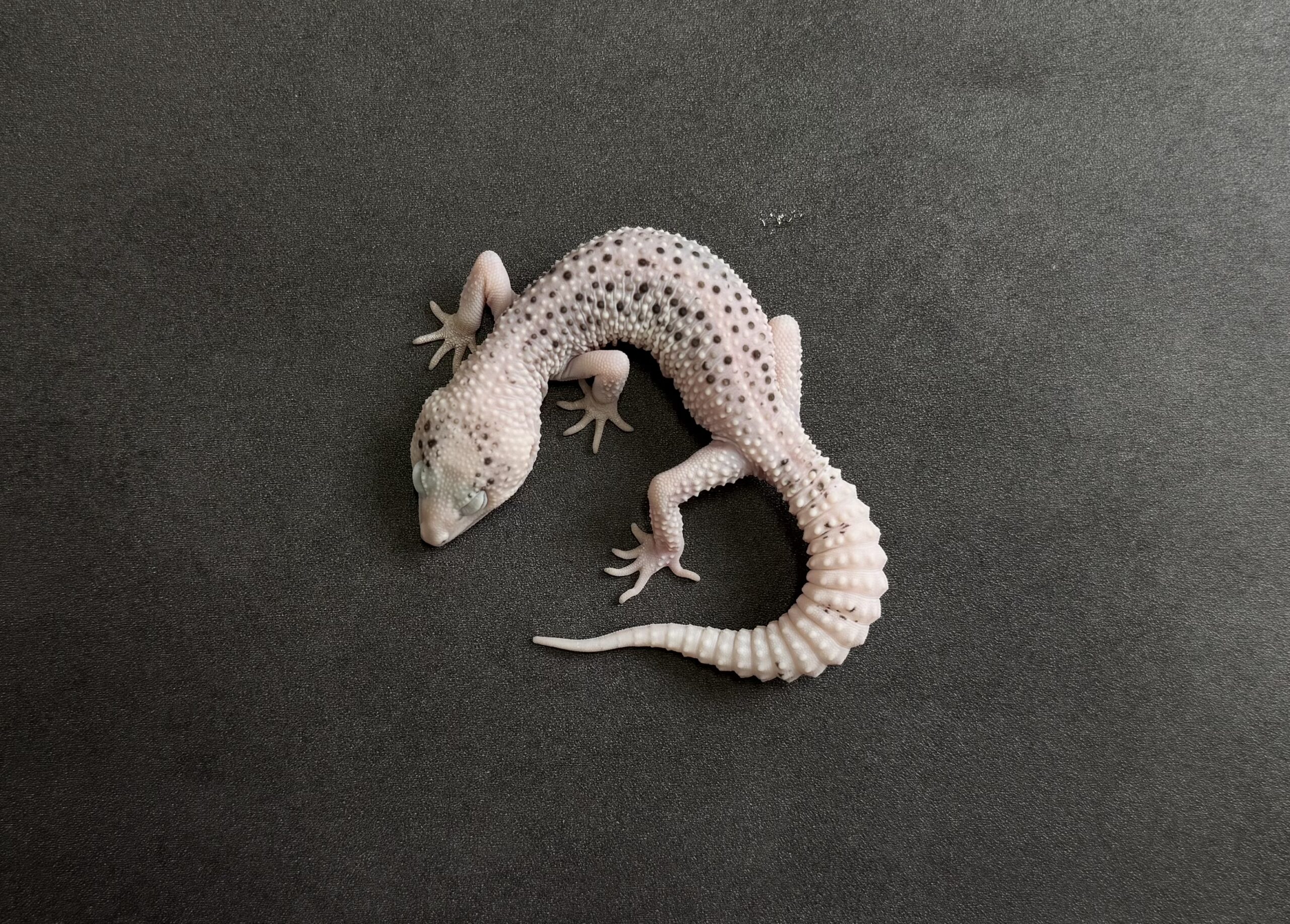 ギャラクシーパイド