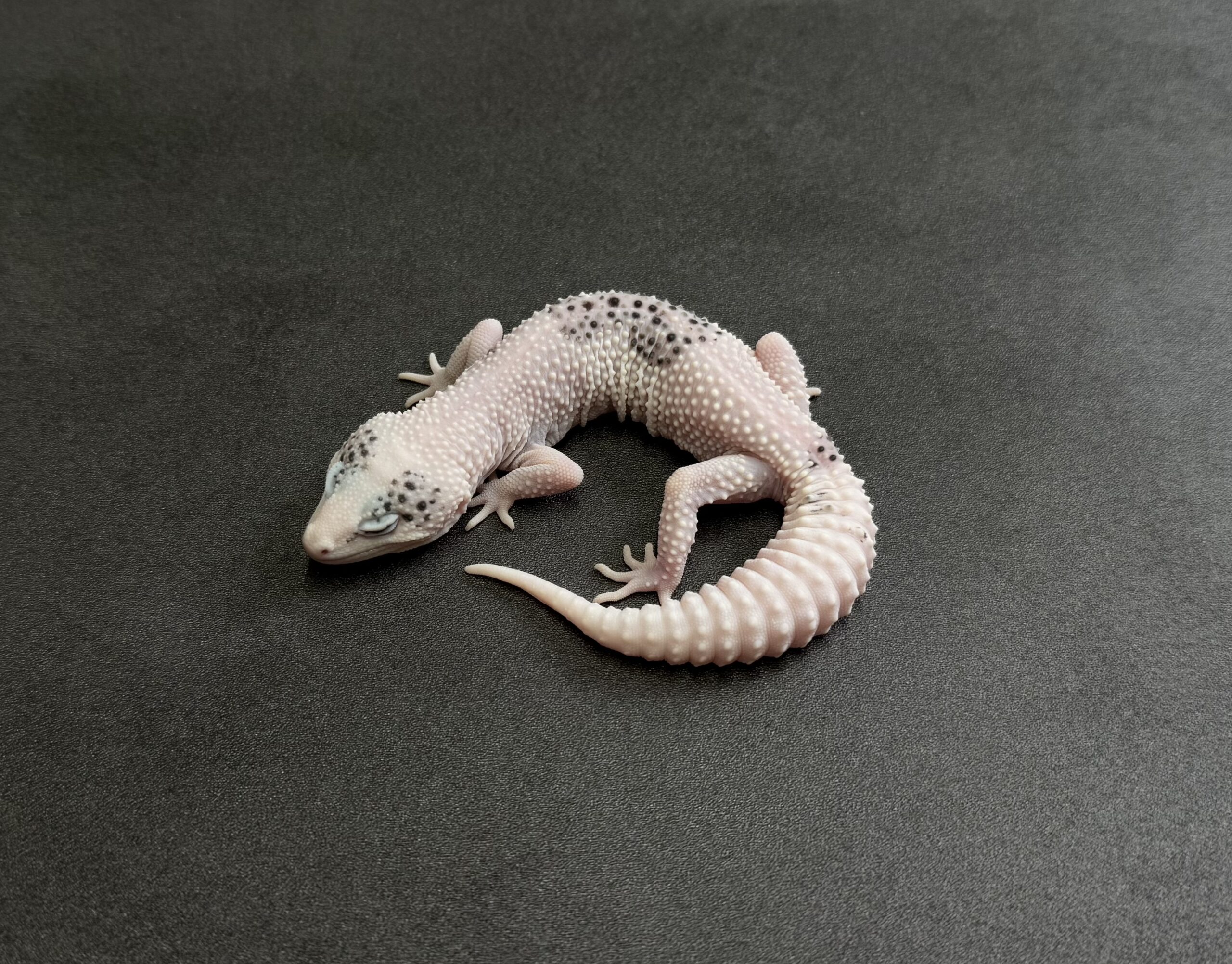 ギャラクシーパイド