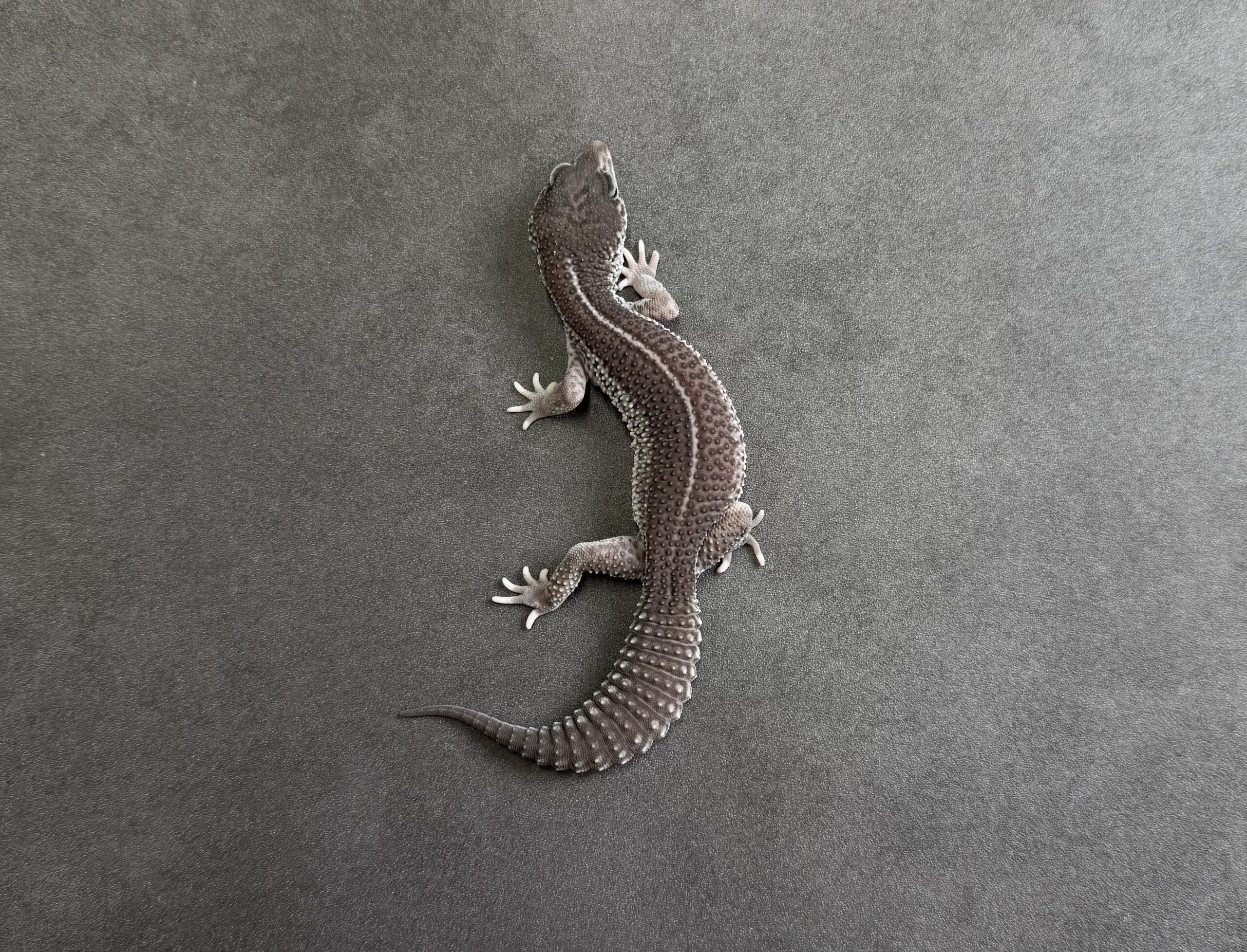 ブラックナイトSS