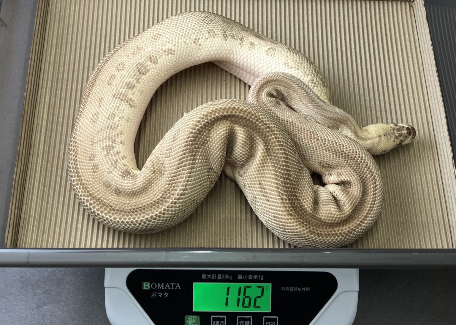 pastel leopard lesser clown | SHN_REPTILES 3.0