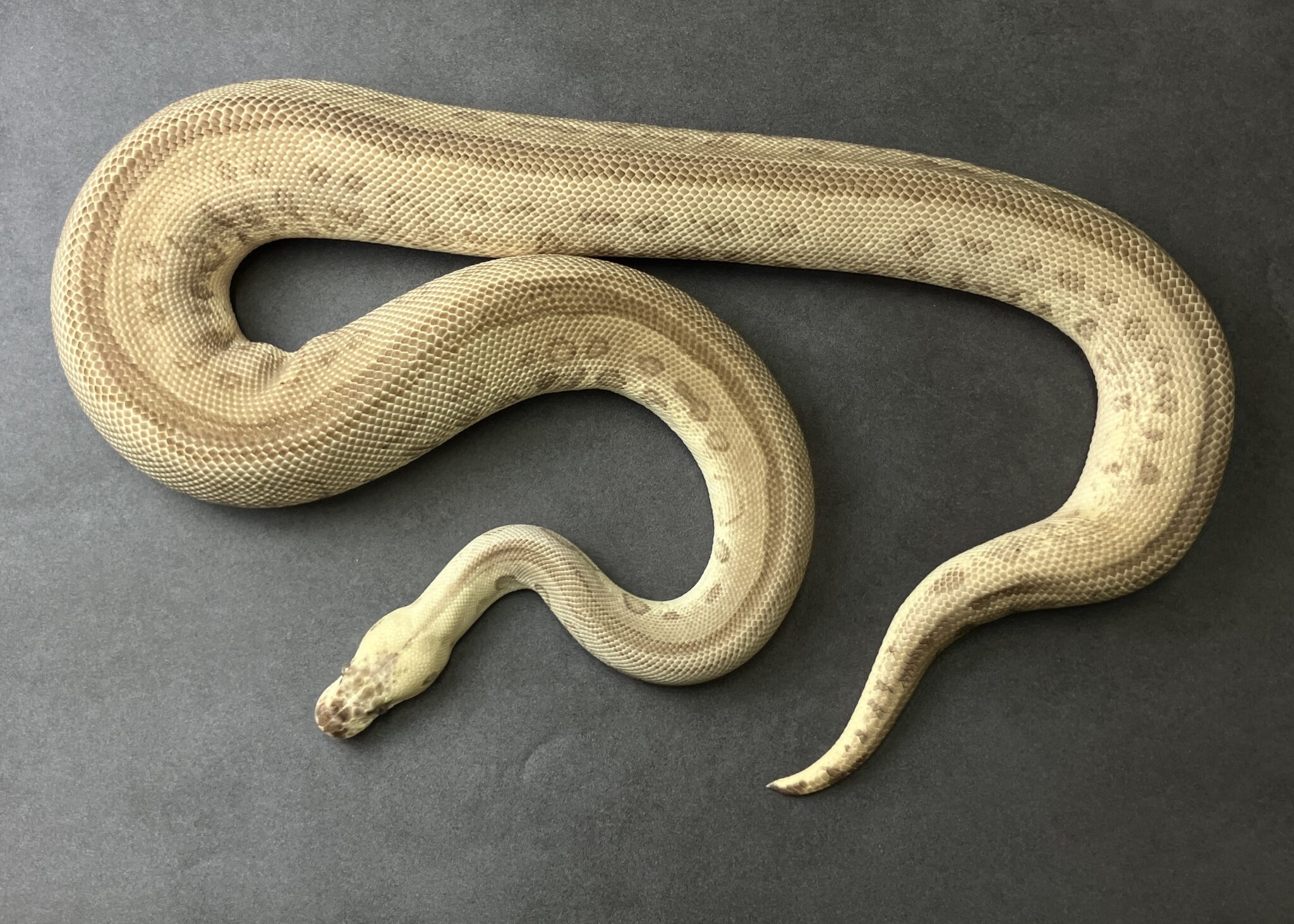 pastel leopard lesser clown | SHN_REPTILES 3.0