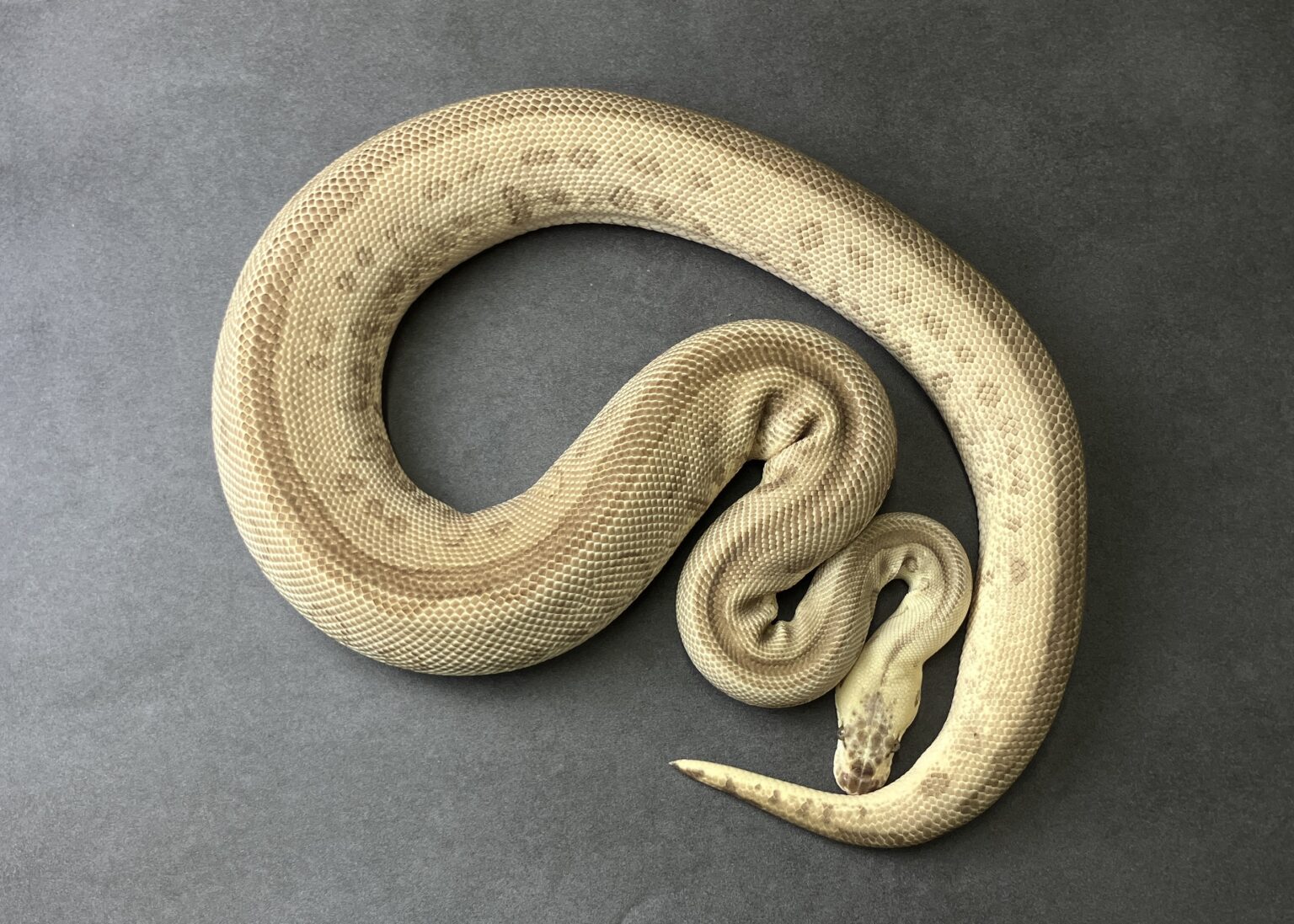 pastel leopard lesser clown | SHN_REPTILES 3.0