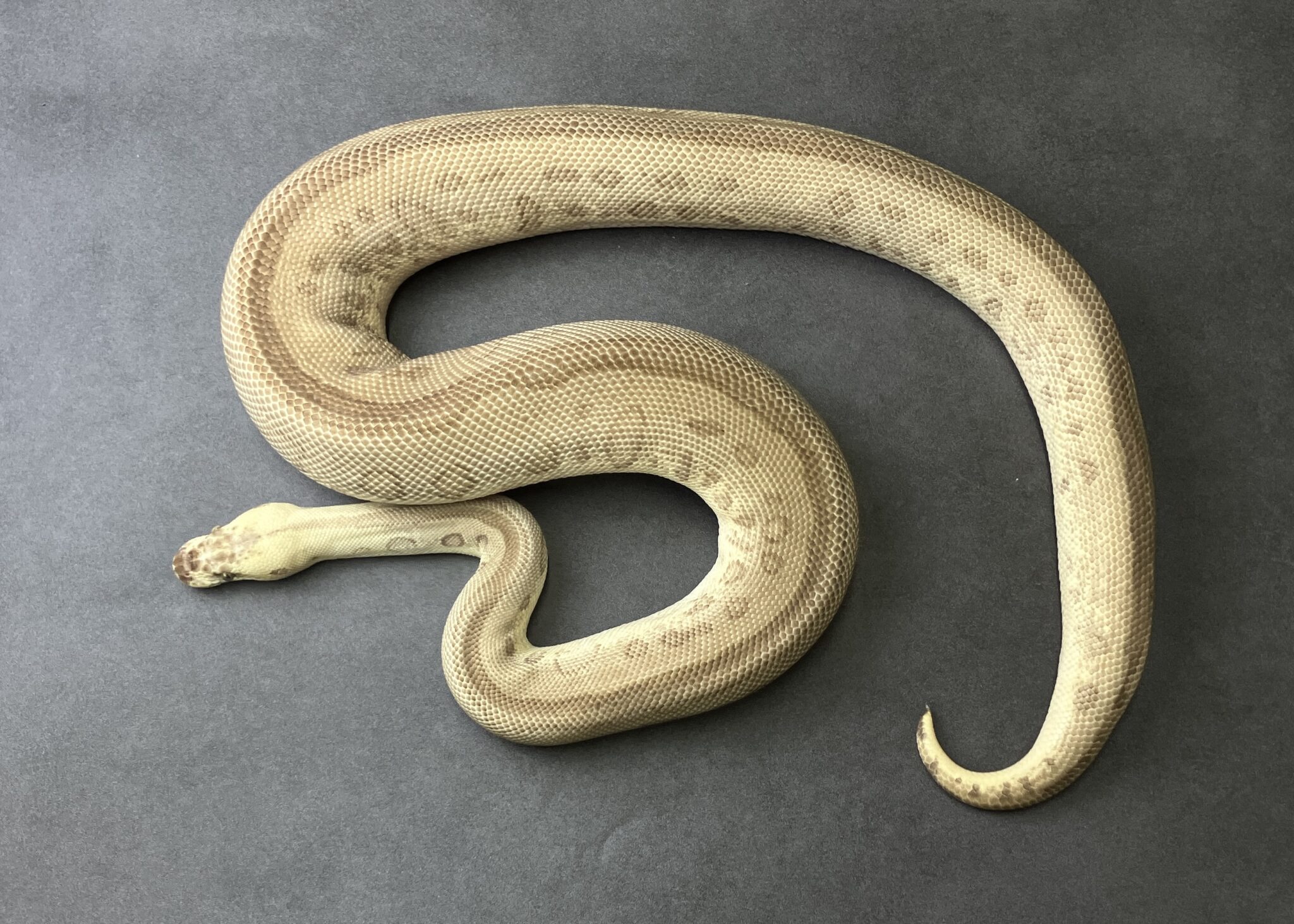 pastel leopard lesser clown | SHN_REPTILES 3.0